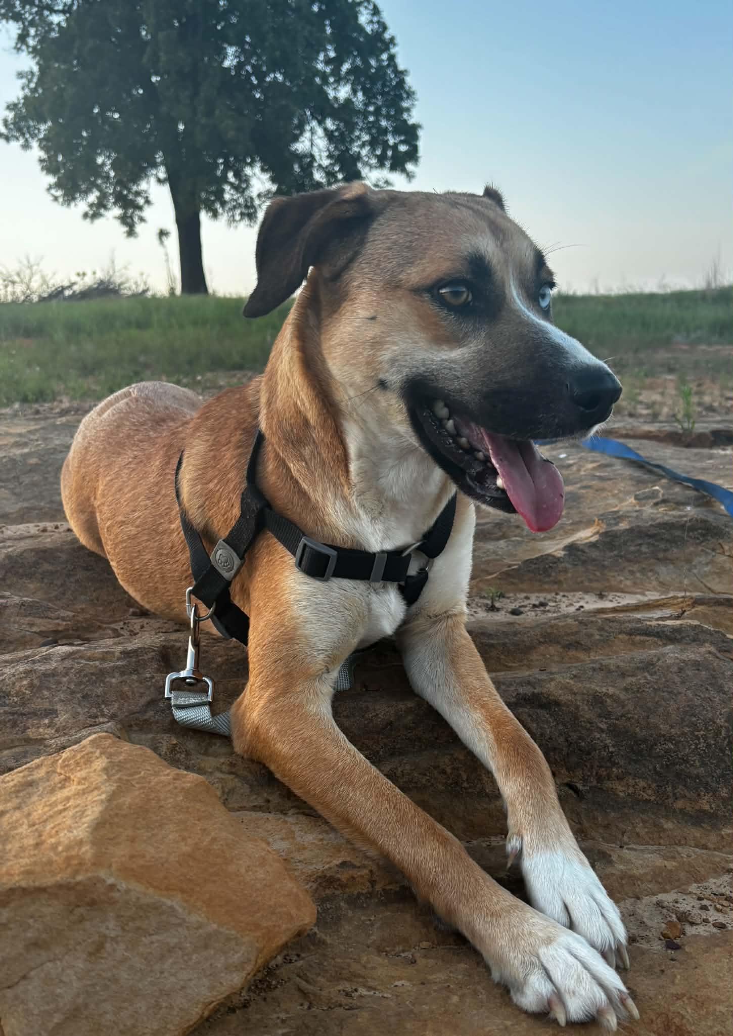 Enlarge Billie Jean, a Adoptable mixed breed in Okemah, OK image 3/4