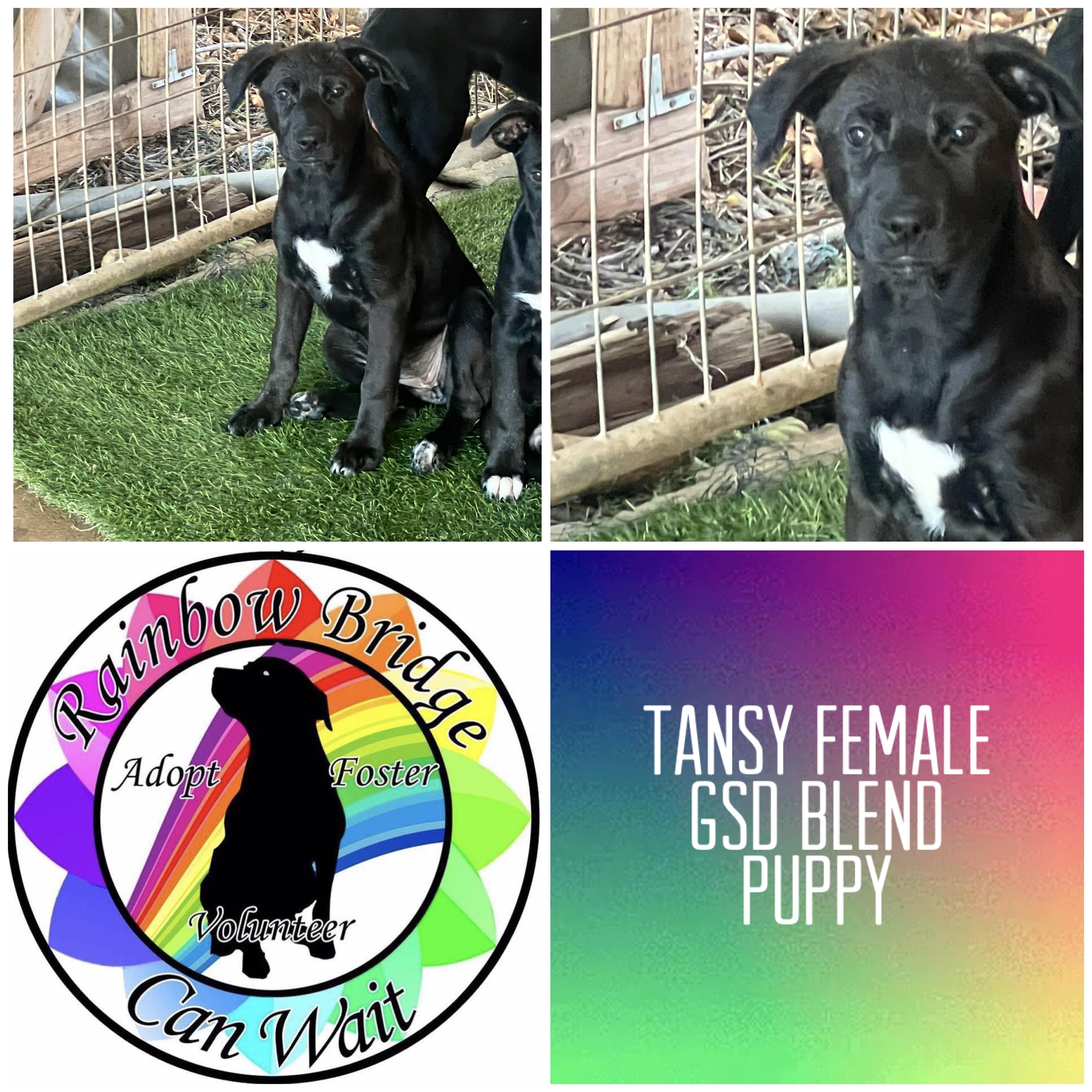 Tansy, Adoptable, Puppy Female German Shepherd Dog & Cane Corso.