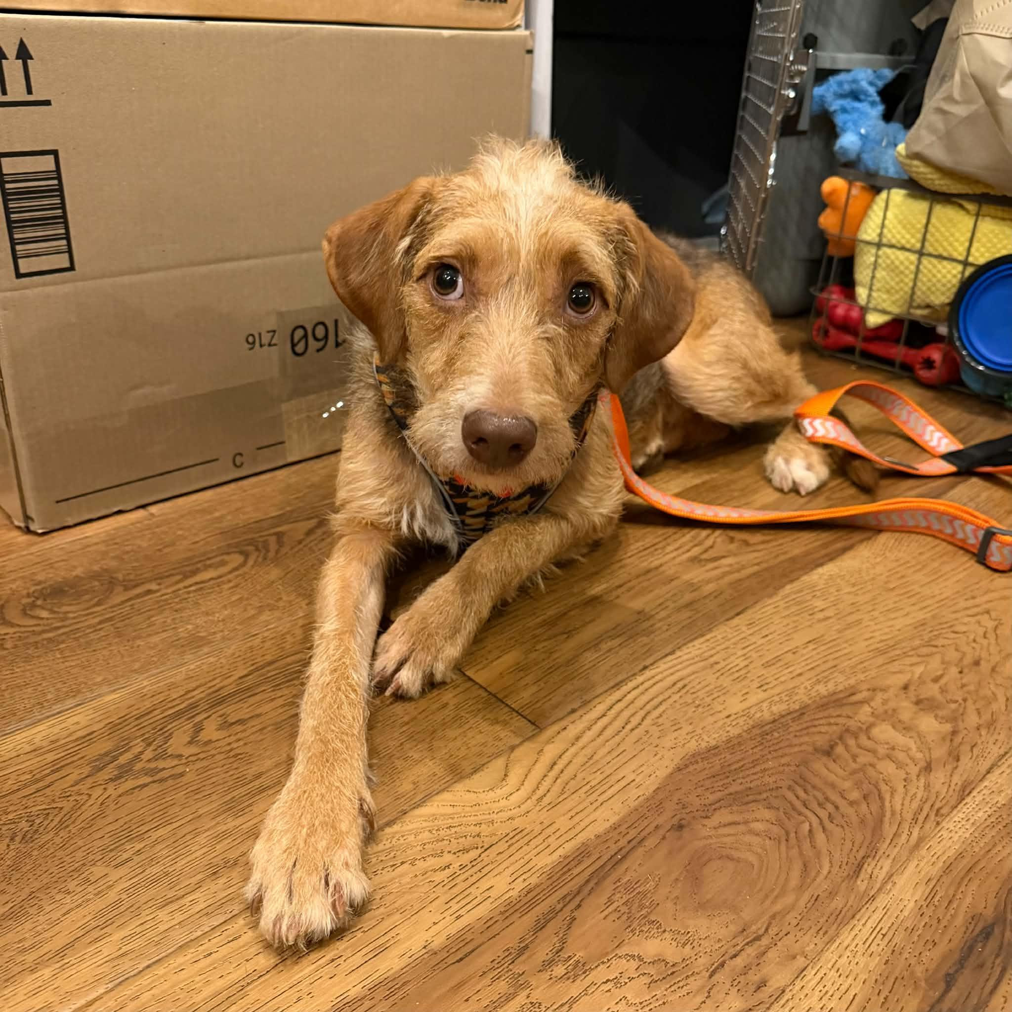 Enlarge Perry, a Adoptable mixed breed in Boulder, CO image 3/6