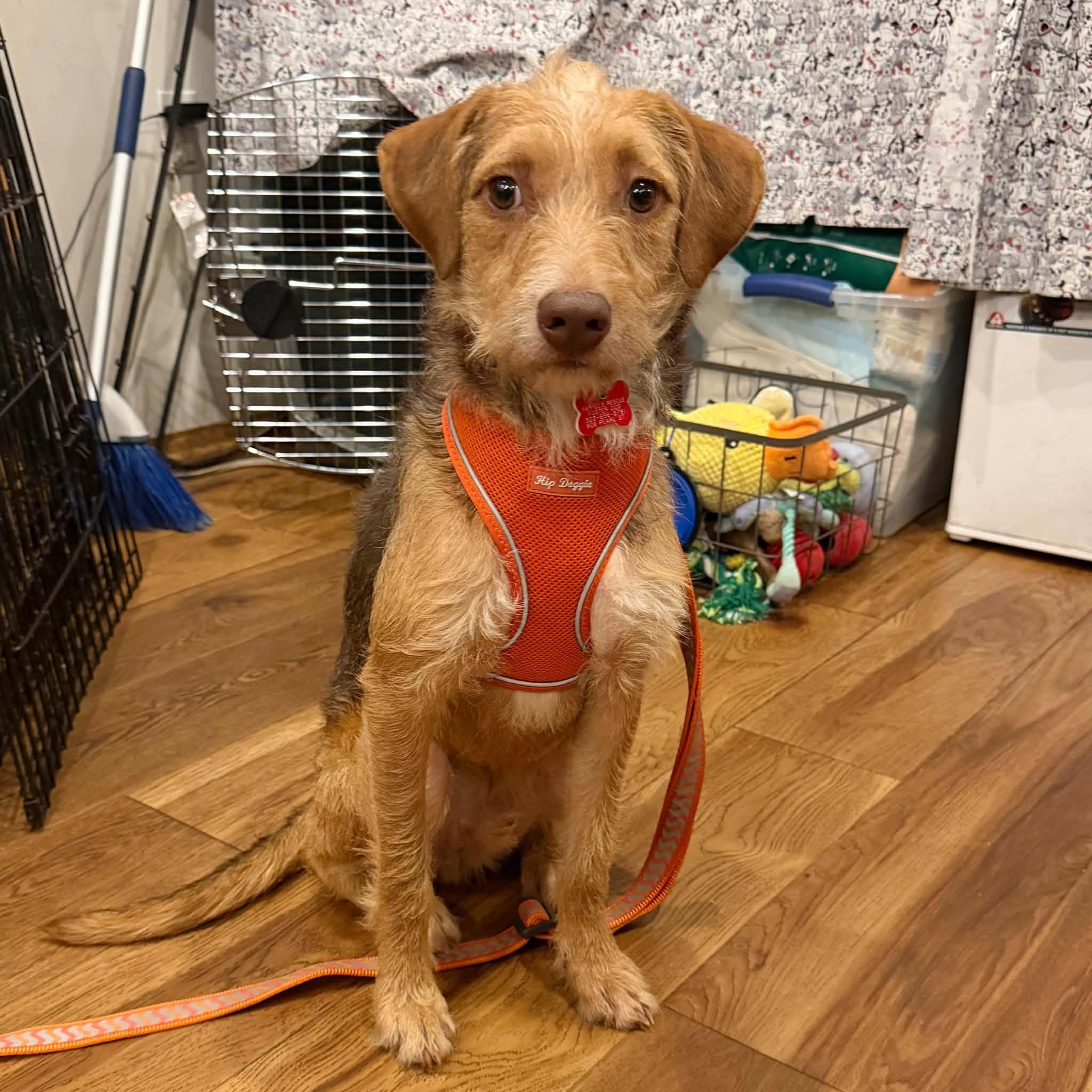 Enlarge Perry, a Adoptable mixed breed in Boulder, CO image 1/6