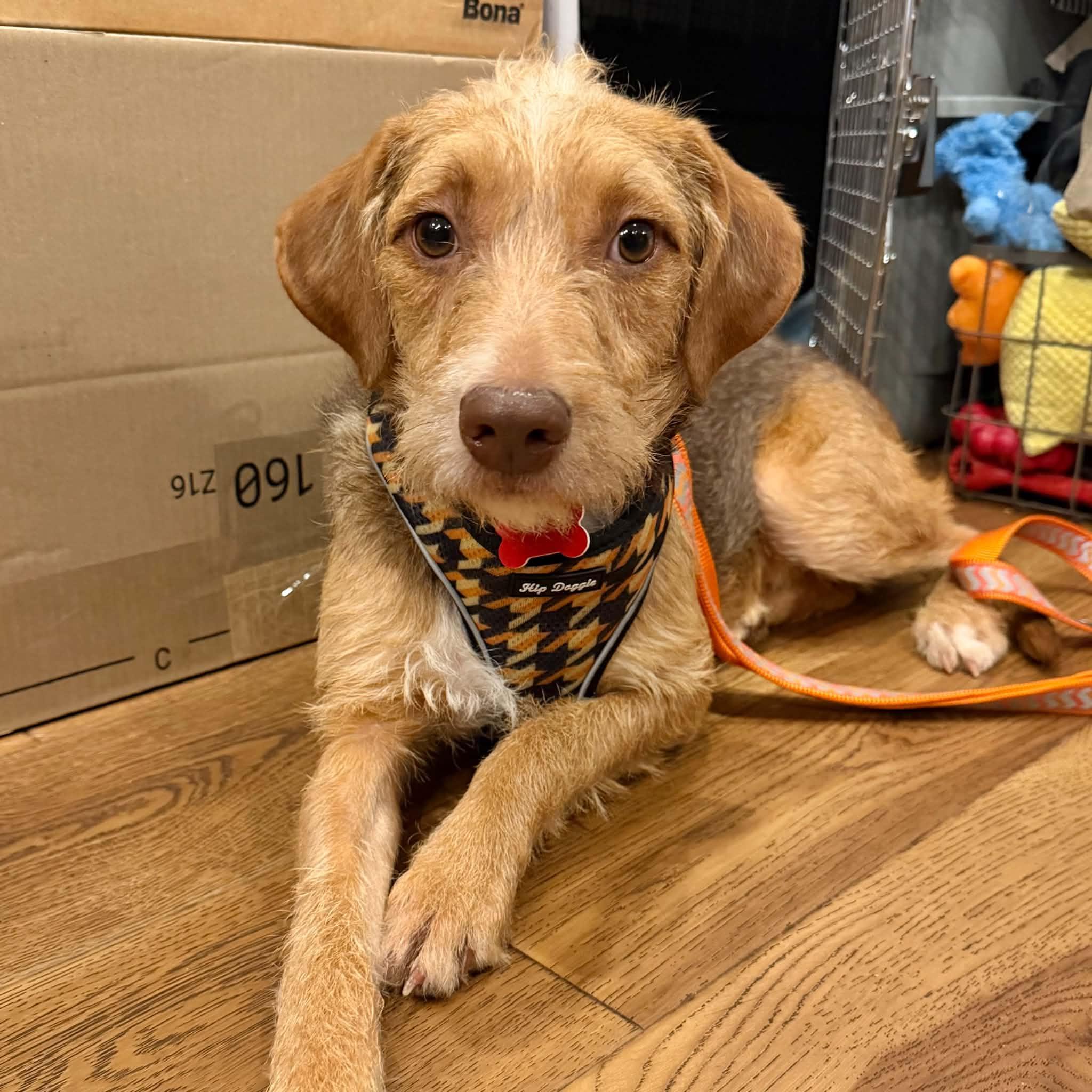 Enlarge Perry, a Adoptable mixed breed in Boulder, CO image 5/6