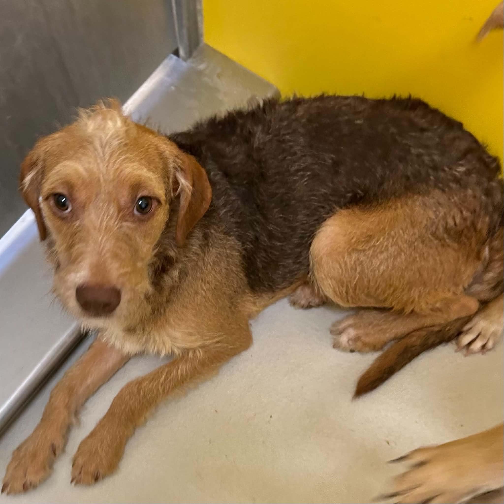 Enlarge Perry, a Adoptable mixed breed in Boulder, CO image 6/6
