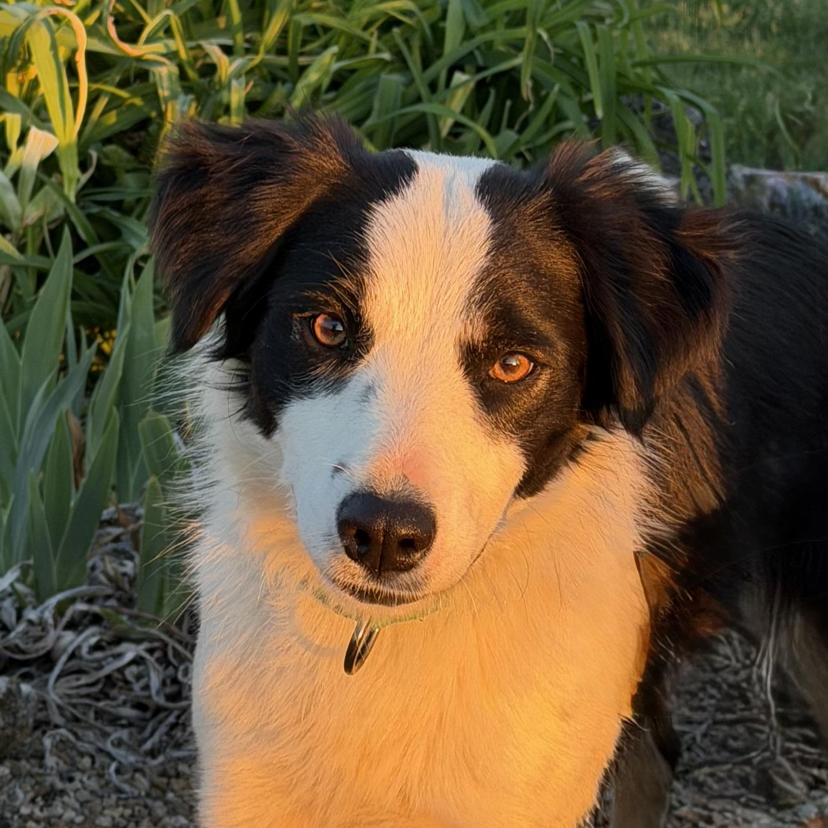 Ivy - 1 year , an adopted Border Collie in Culpeper, VA image 4/6