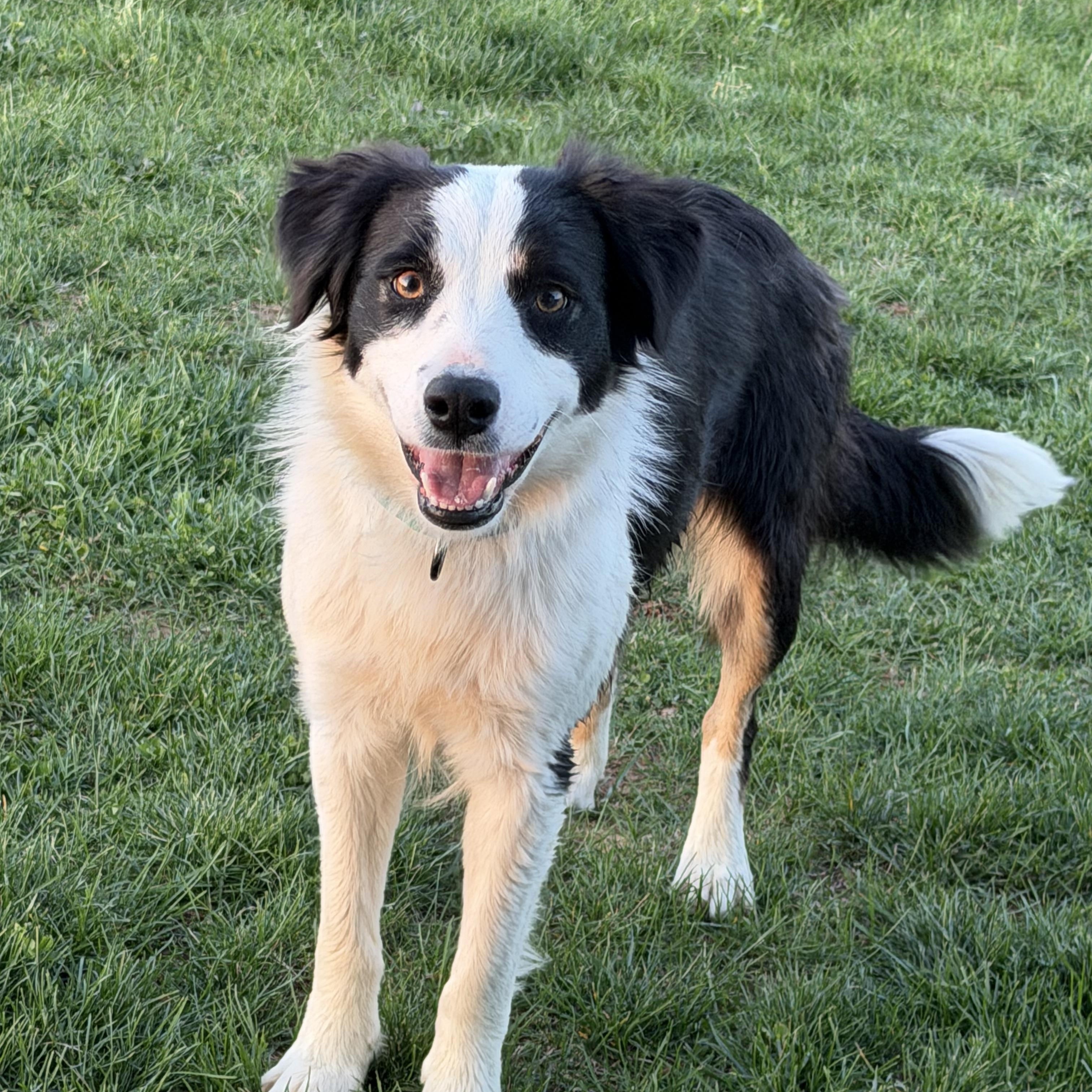 Ivy - 1 year , an adopted Border Collie in Culpeper, VA image 1/6