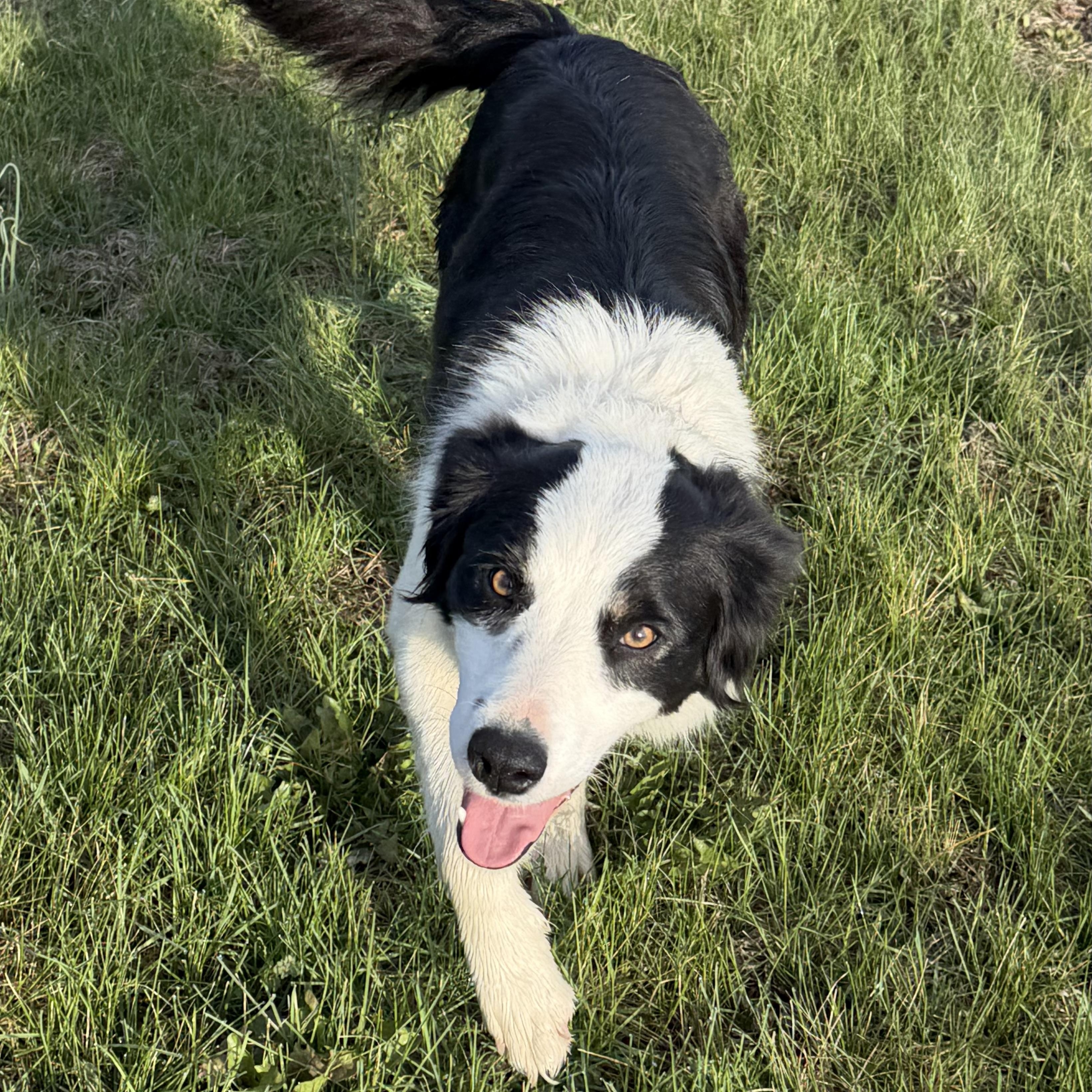 Ivy - 1 year , an adopted Border Collie in Culpeper, VA image 3/6