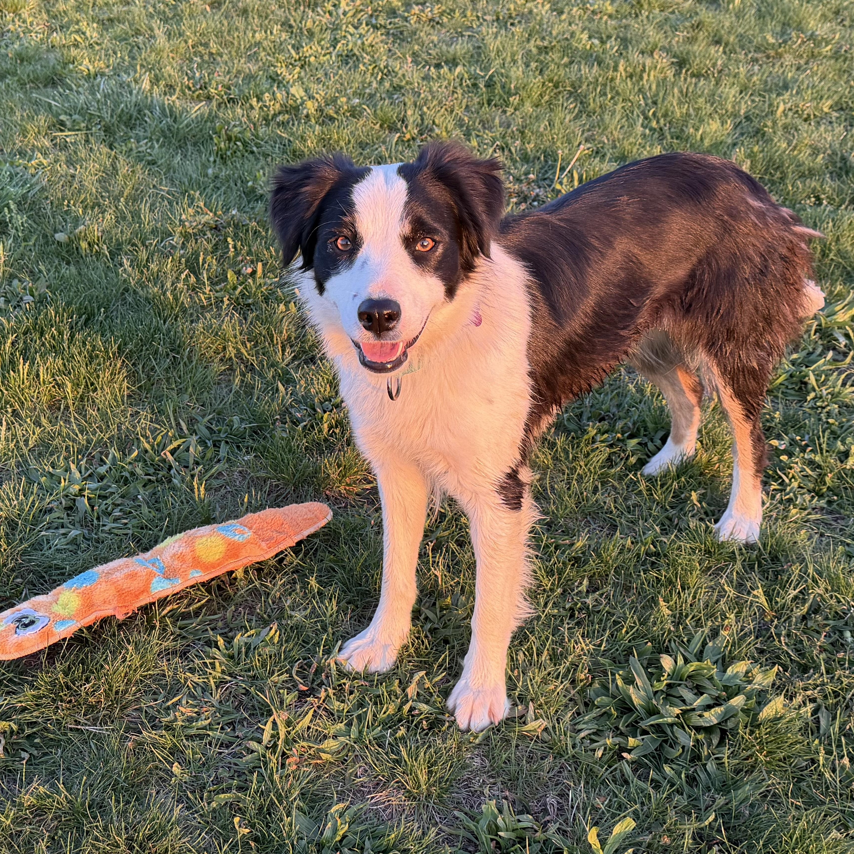Ivy - 1 year , an adopted Border Collie in Culpeper, VA image 5/6