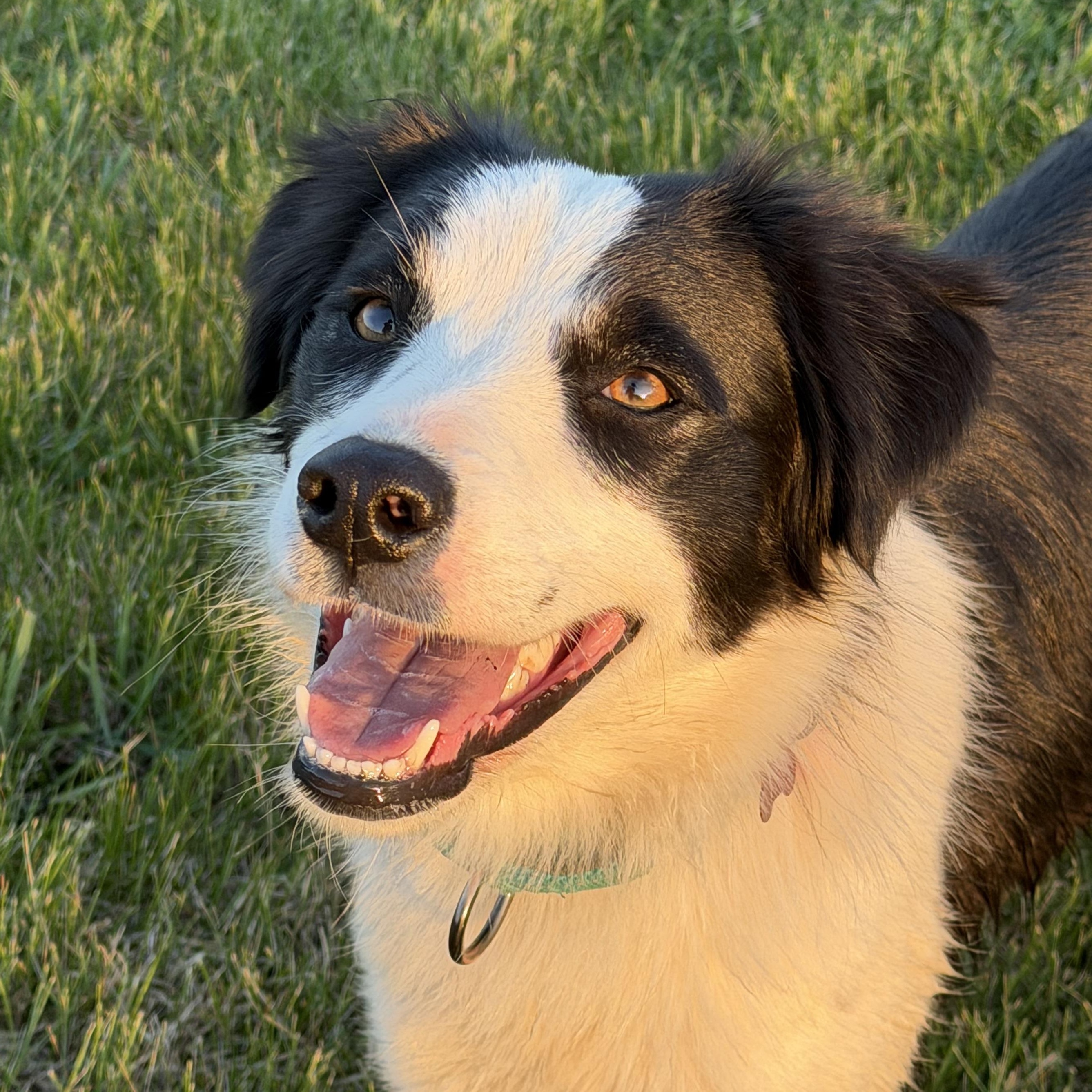 Ivy - 1 year , an adopted Border Collie in Culpeper, VA image 2/6