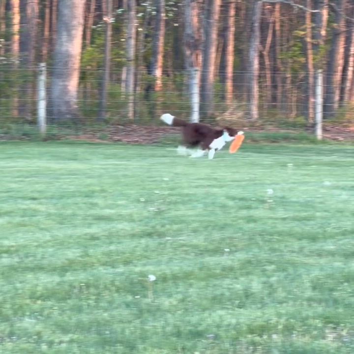 Enlarge Ivy - 1 year , an adopted Border Collie in Culpeper, VA video 6/6