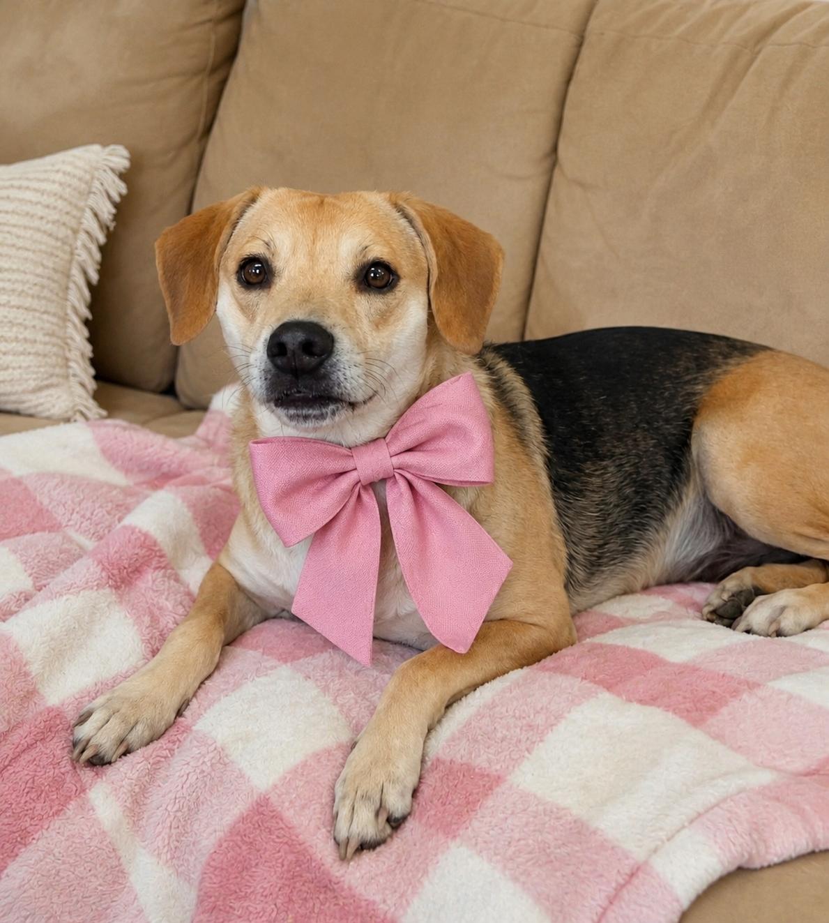 Chloe, a Adopted mixed breed in Mount Laurel, NJ image 2/3