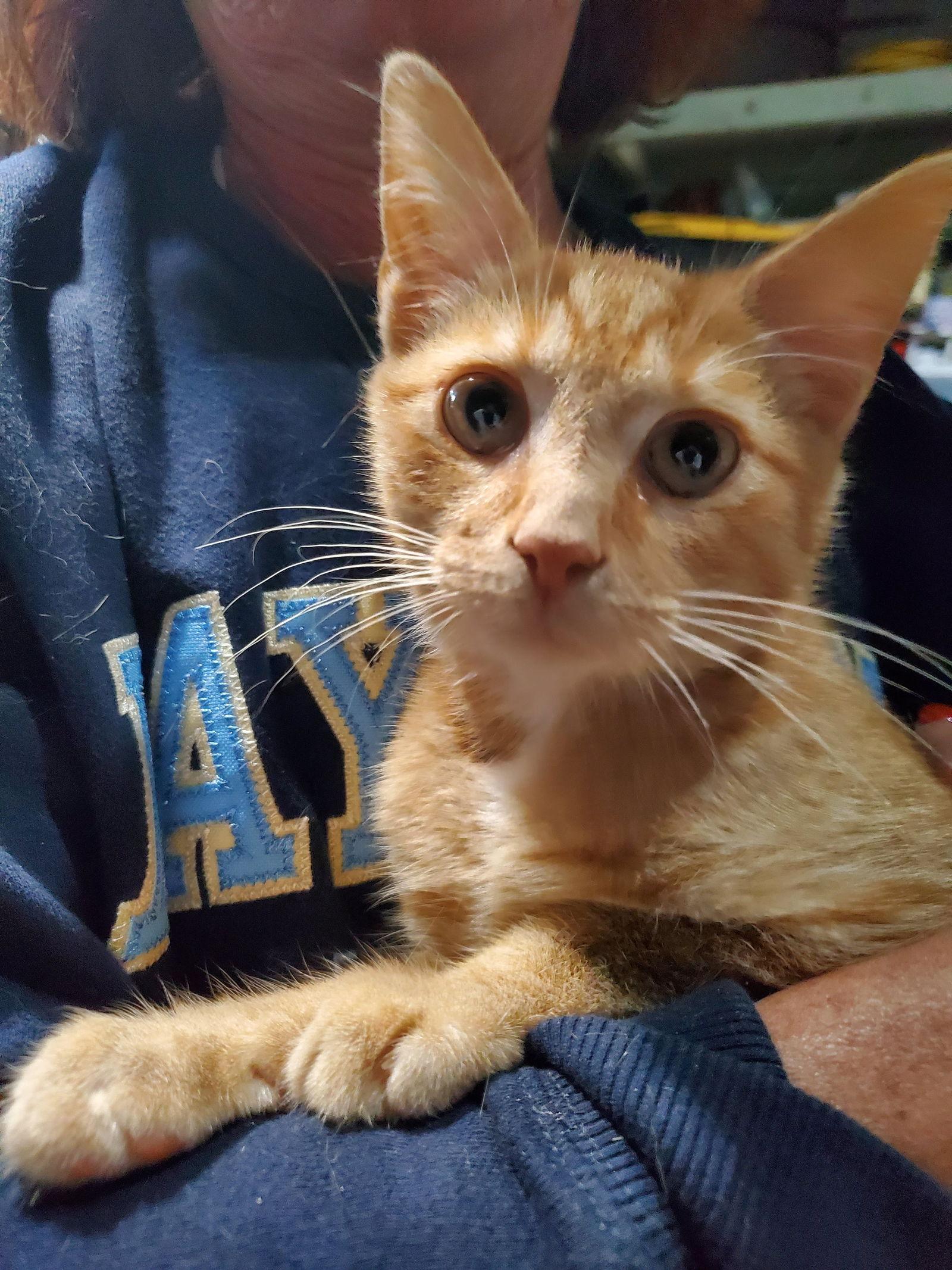 Rupert (Bonded with Twiggy), a Adoptable mixed breed in Flushing, NY image 2/3