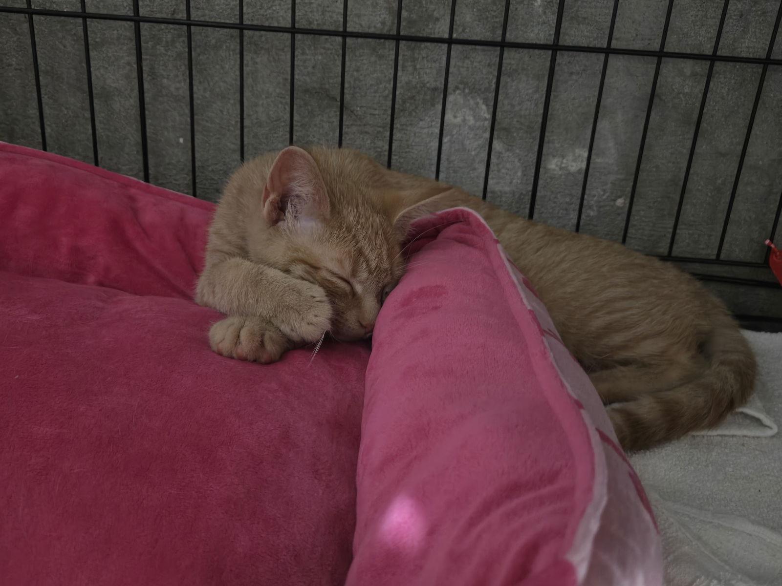 Rupert (Bonded with Twiggy), a Adoptable mixed breed in Flushing, NY image 3/3