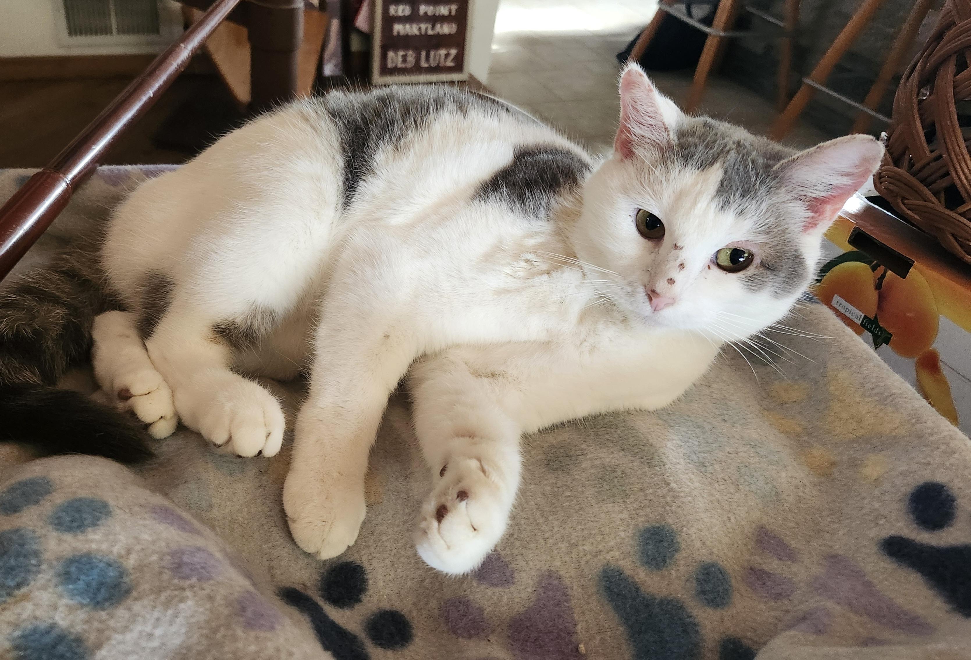 GABBY, Adoptable, Adult Female Domestic Short Hair & British Shorthair.