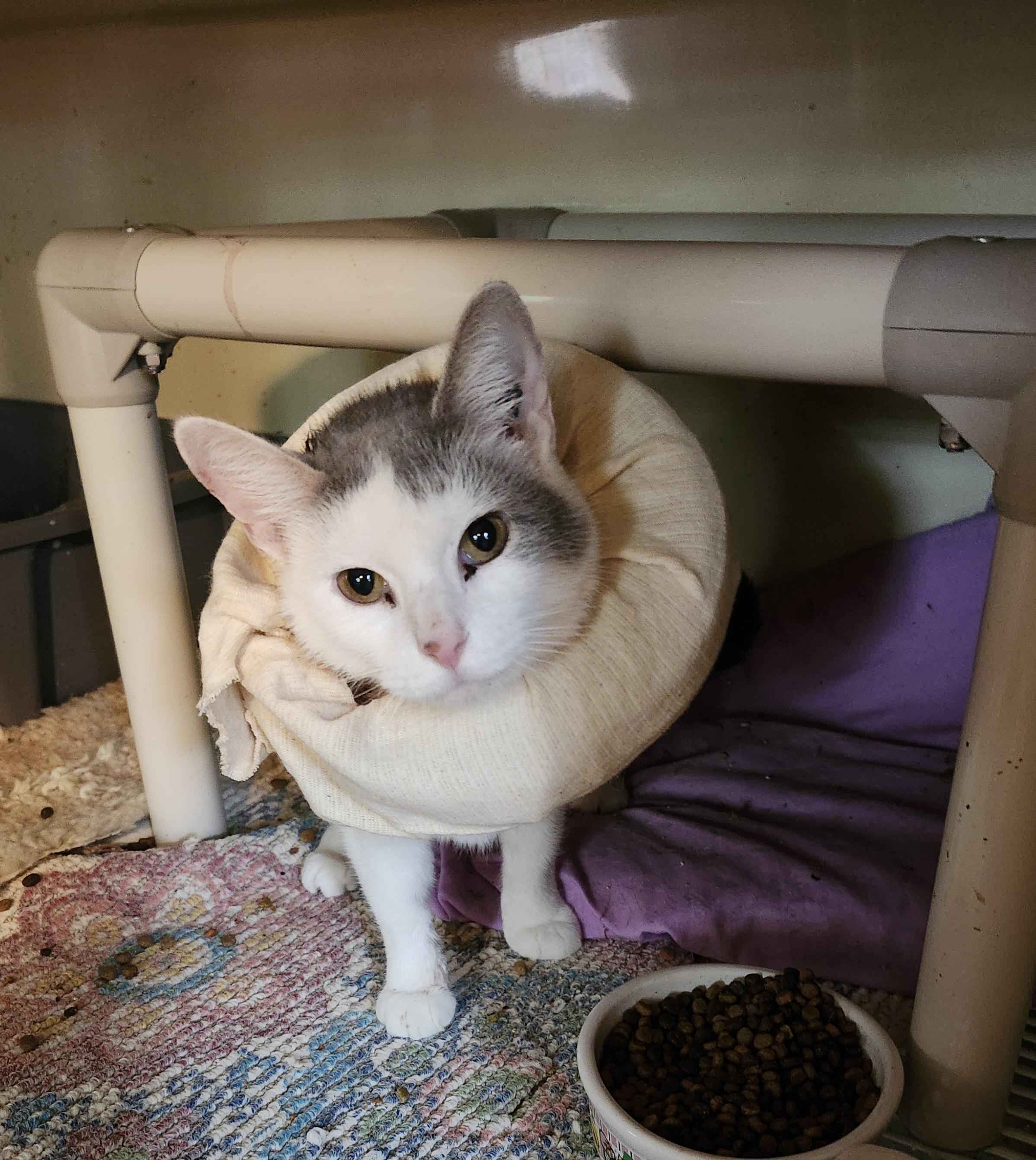 GABBY, a Adoptable mixed breed in North East, MD image 4/4