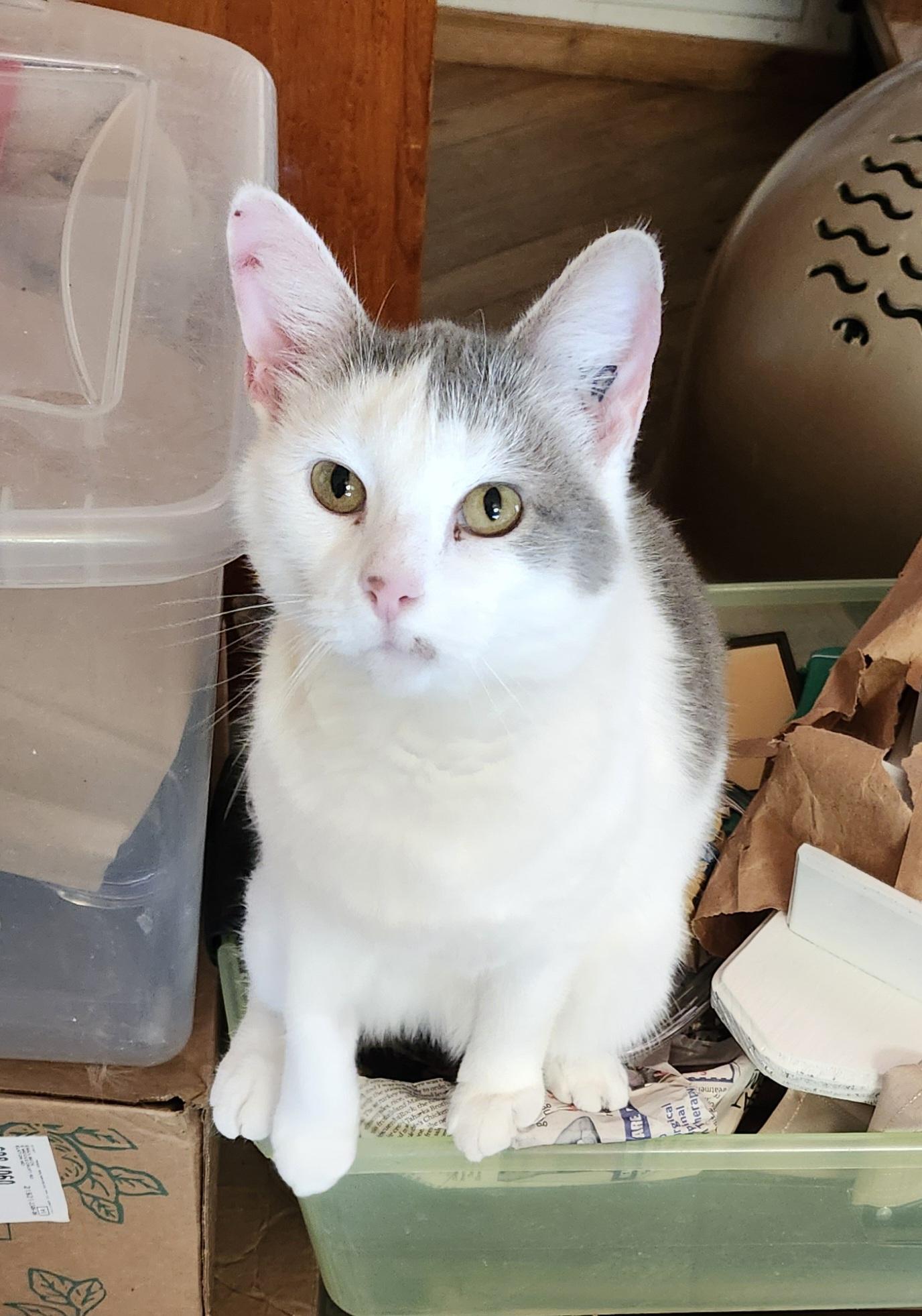 GABBY, a Adoptable mixed breed in North East, MD image 2/4