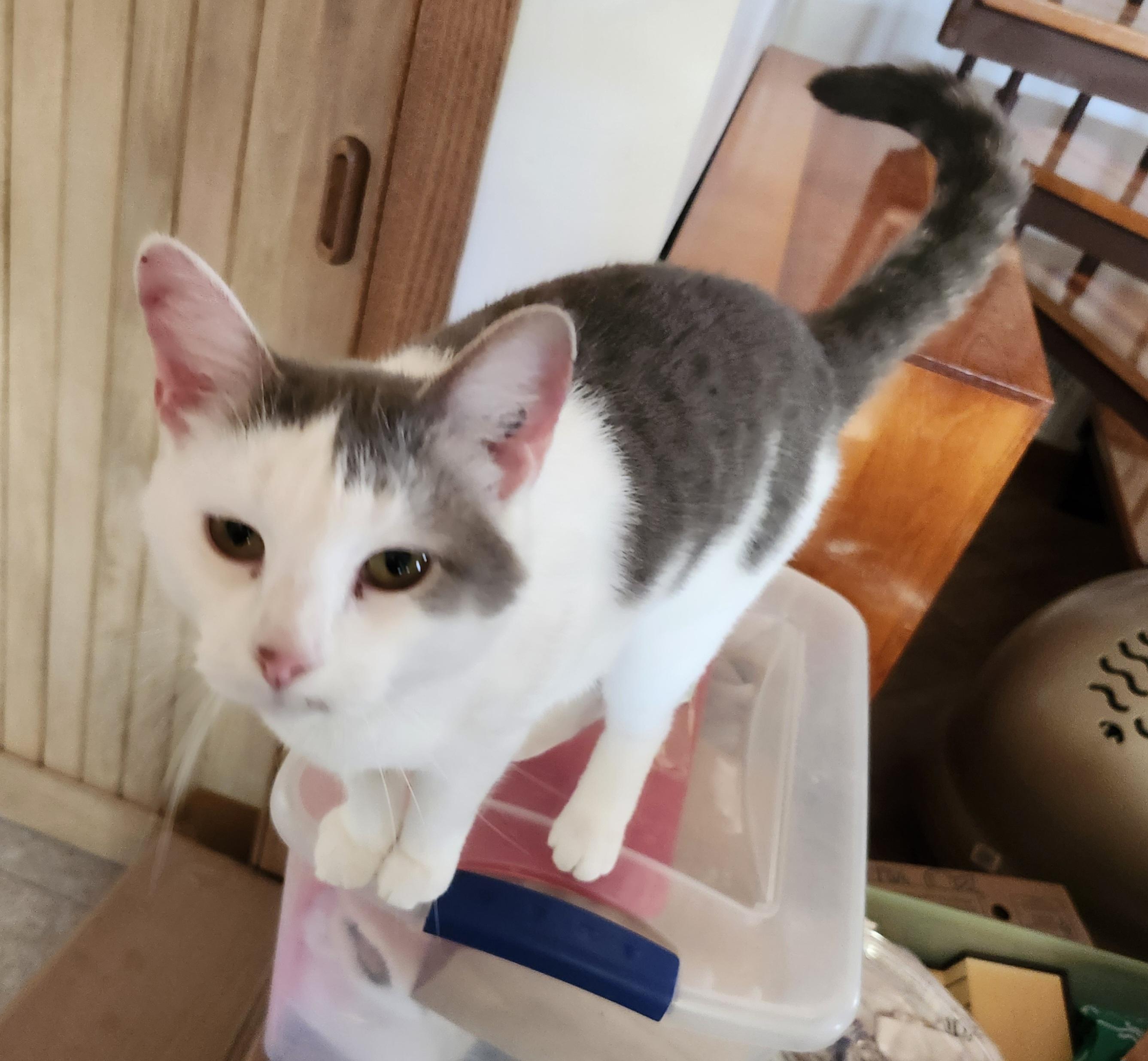 GABBY, a Adoptable mixed breed in North East, MD image 3/4