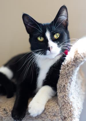 Enlarge Christina, a Adoptable mixed breed in South Bend, IN image 1/2