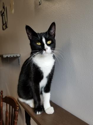 Christina, Adoptable, Adult Female Domestic Short Hair & Domestic Short Hair.