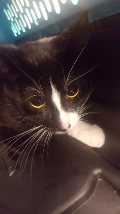 Enlarge Christina, a Adoptable mixed breed in South Bend, IN image 3/3