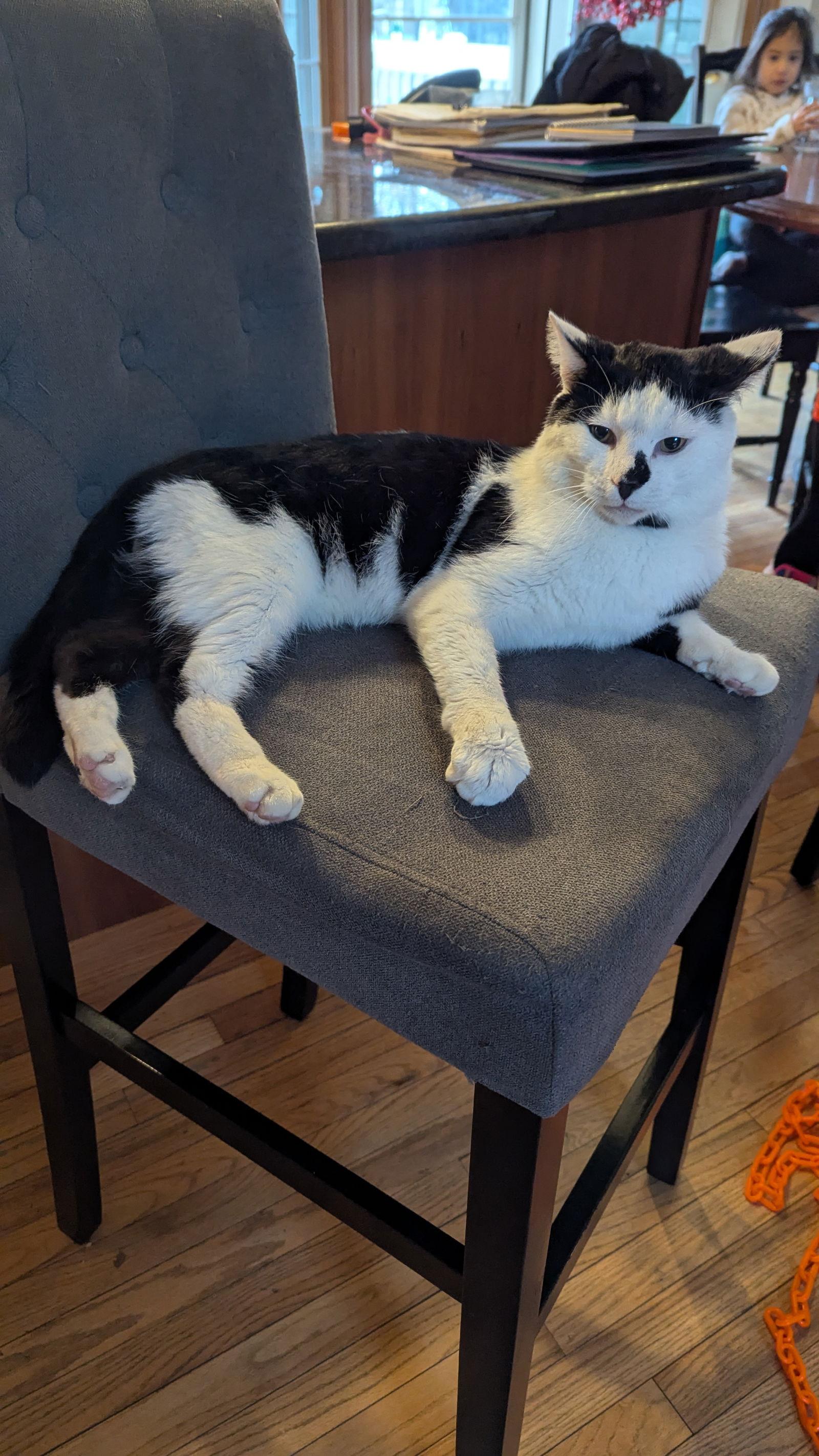 Patches, Adoptable, Adult Male Domestic Short Hair.