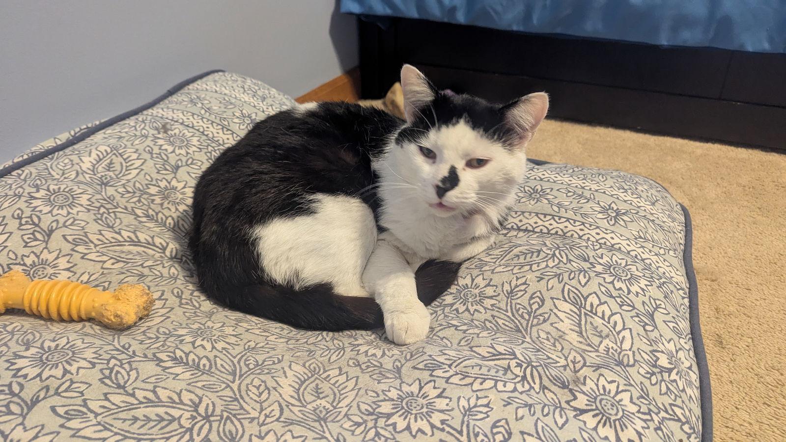 Patches, Adoptable, Adult Male Domestic Short Hair.