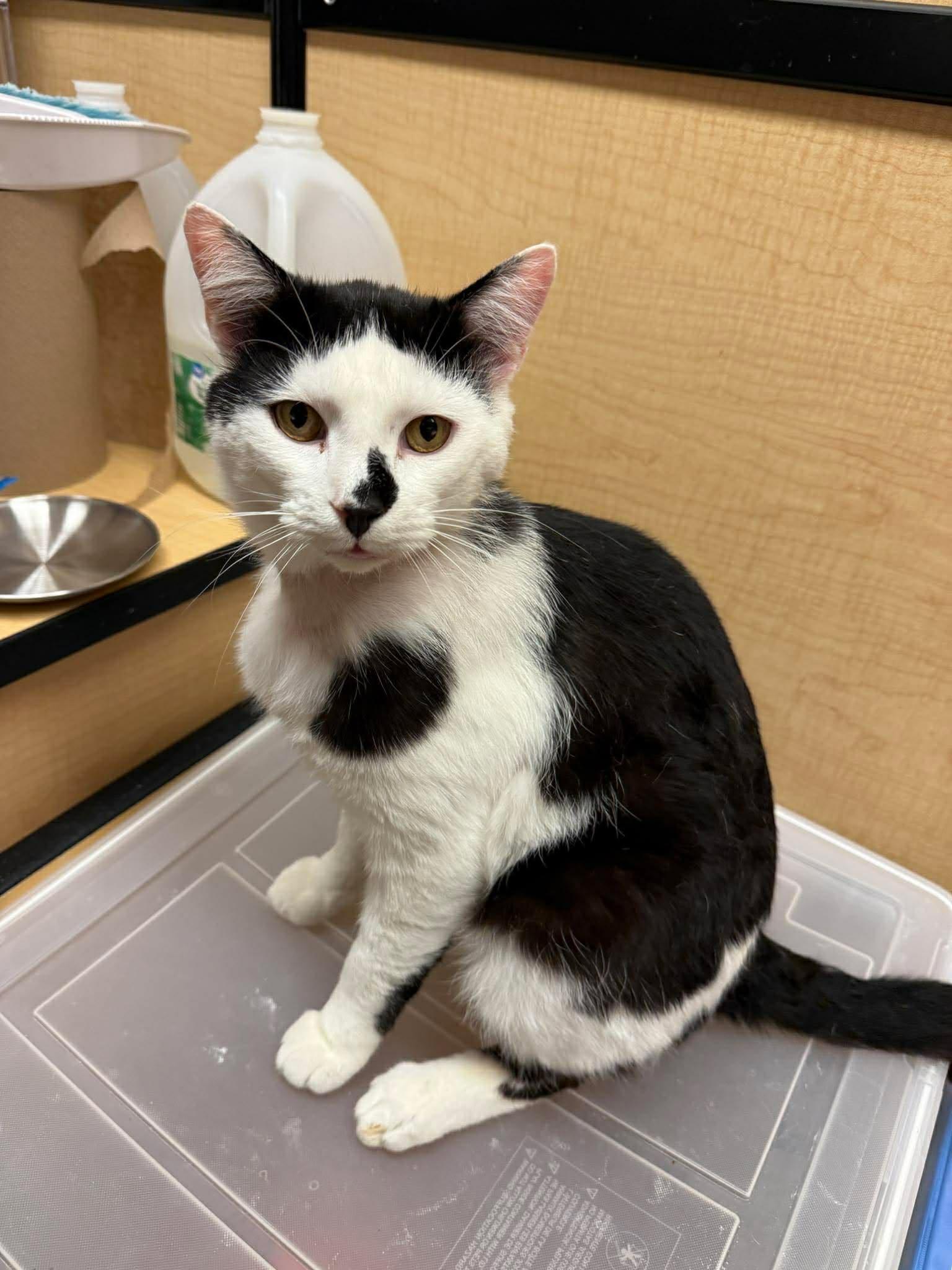 Enlarge Patches, a Adoptable Domestic Short Hair in hinckley, IL image 3/3