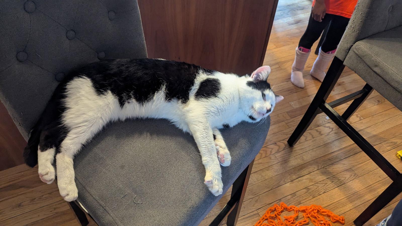 Enlarge Patches, a Adoptable Domestic Short Hair in hinckley, IL image 2/2