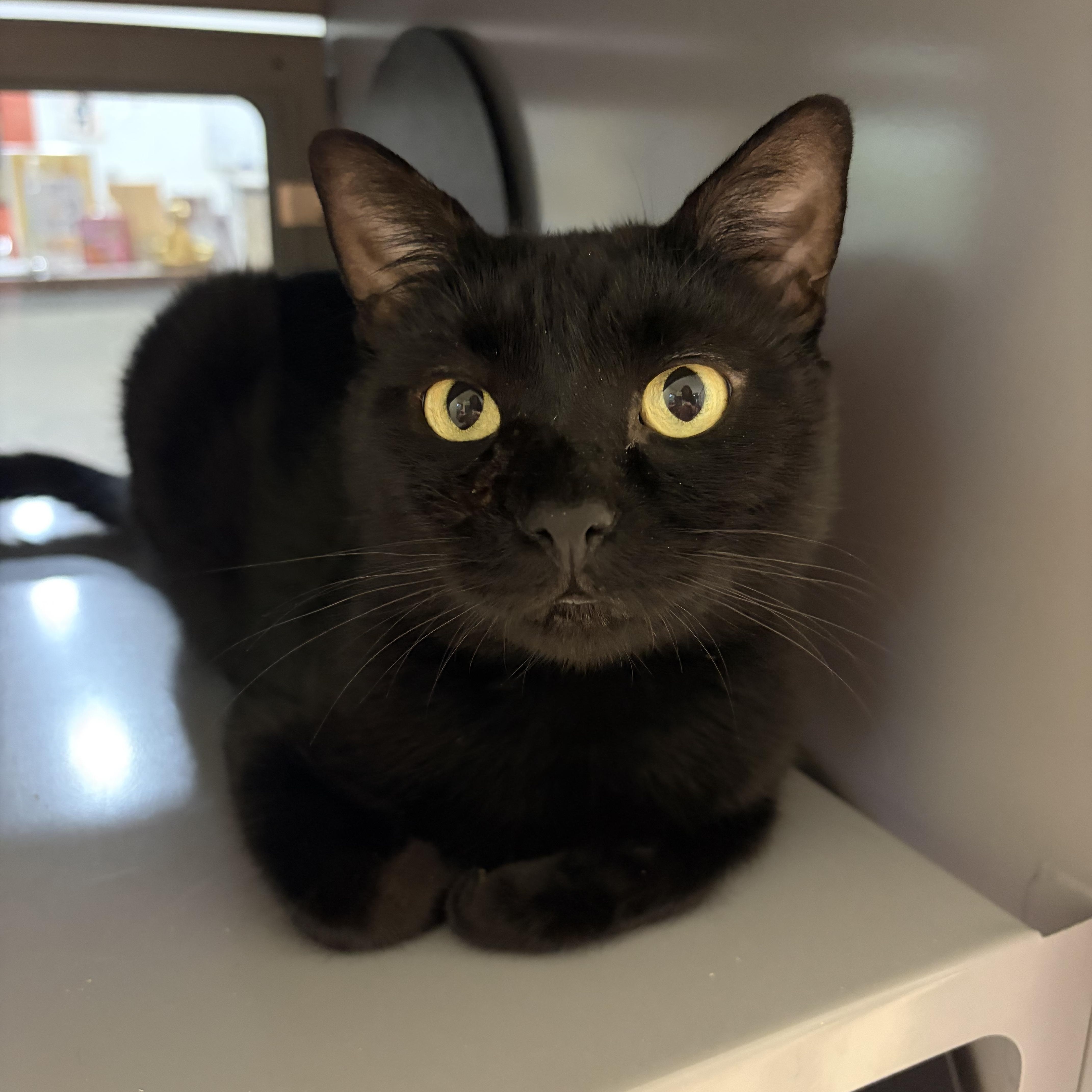 Ranch, ADOPTABLE, Senior Male Domestic Short Hair.