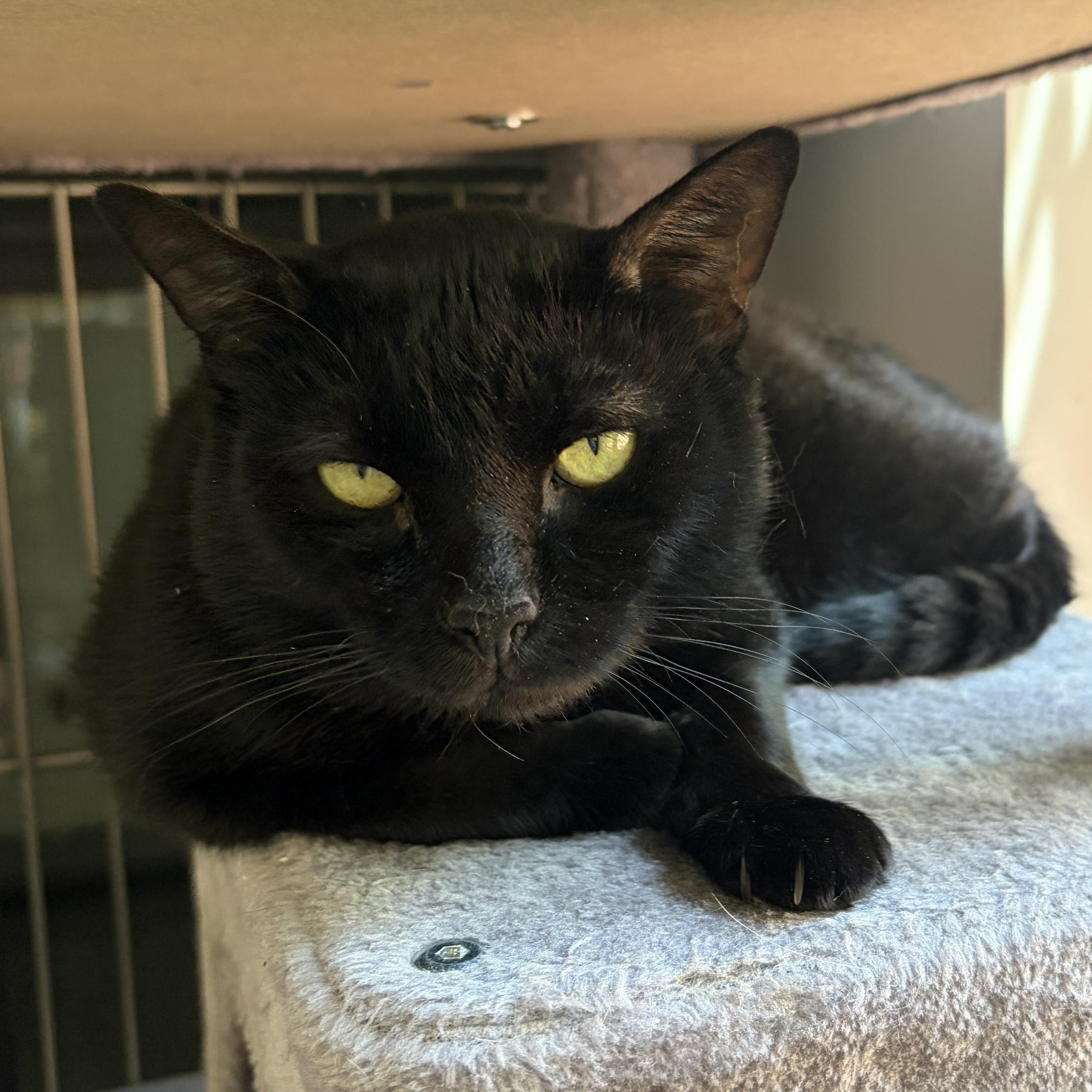 Enlarge Ranch, a ADOPTABLE Domestic Short Hair in AQUEBOGUE, NY image 1/3