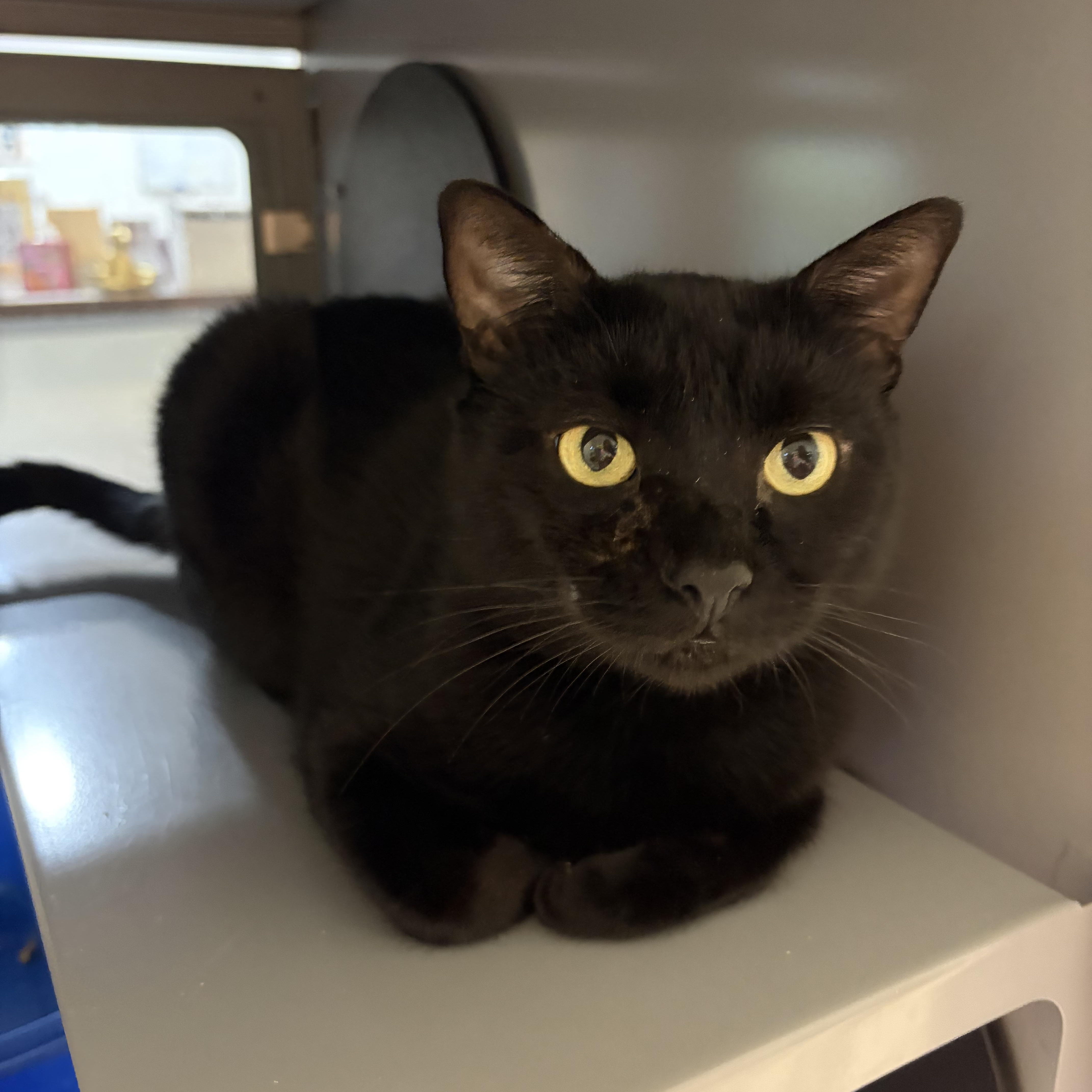 Enlarge Ranch, a ADOPTABLE Domestic Short Hair in AQUEBOGUE, NY image 2/2