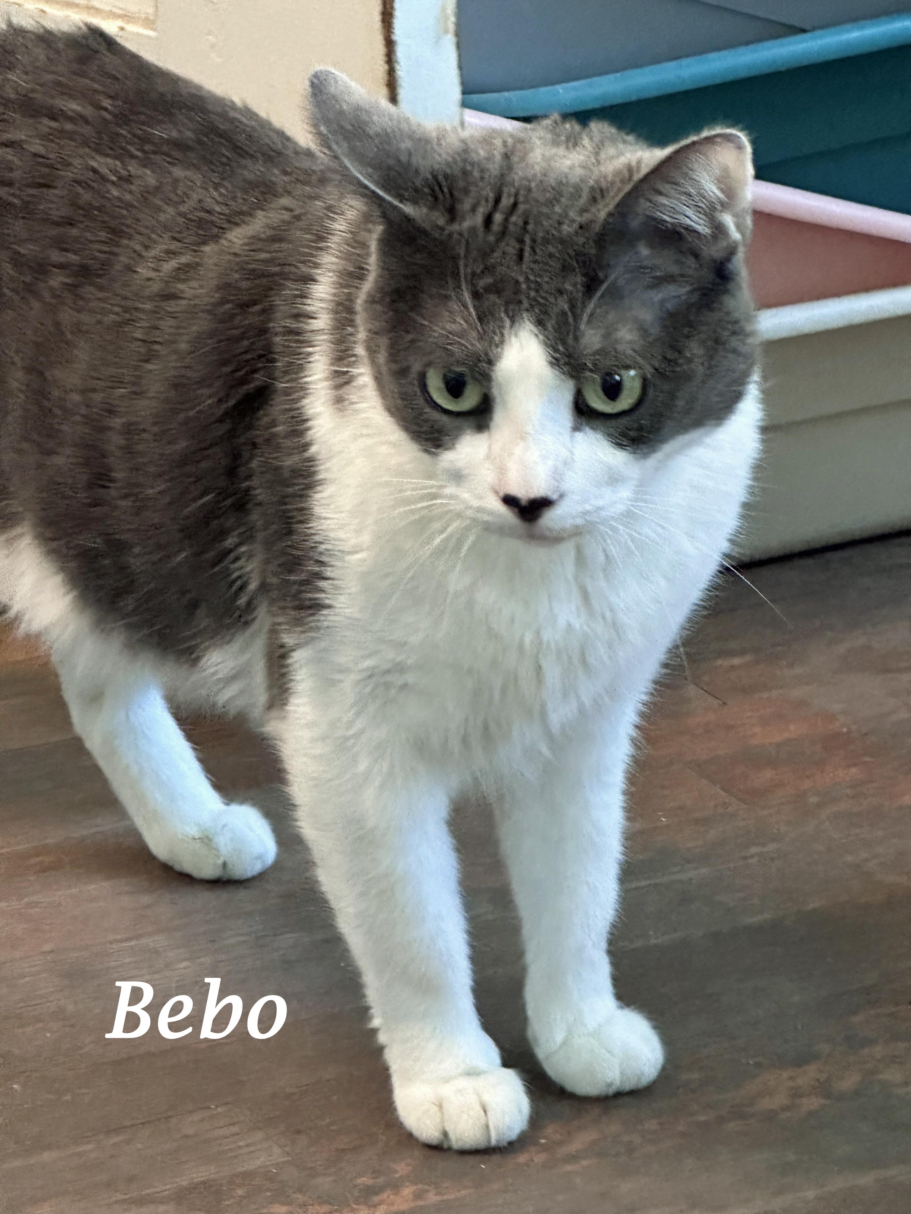 BEBO, sweet & gentle
