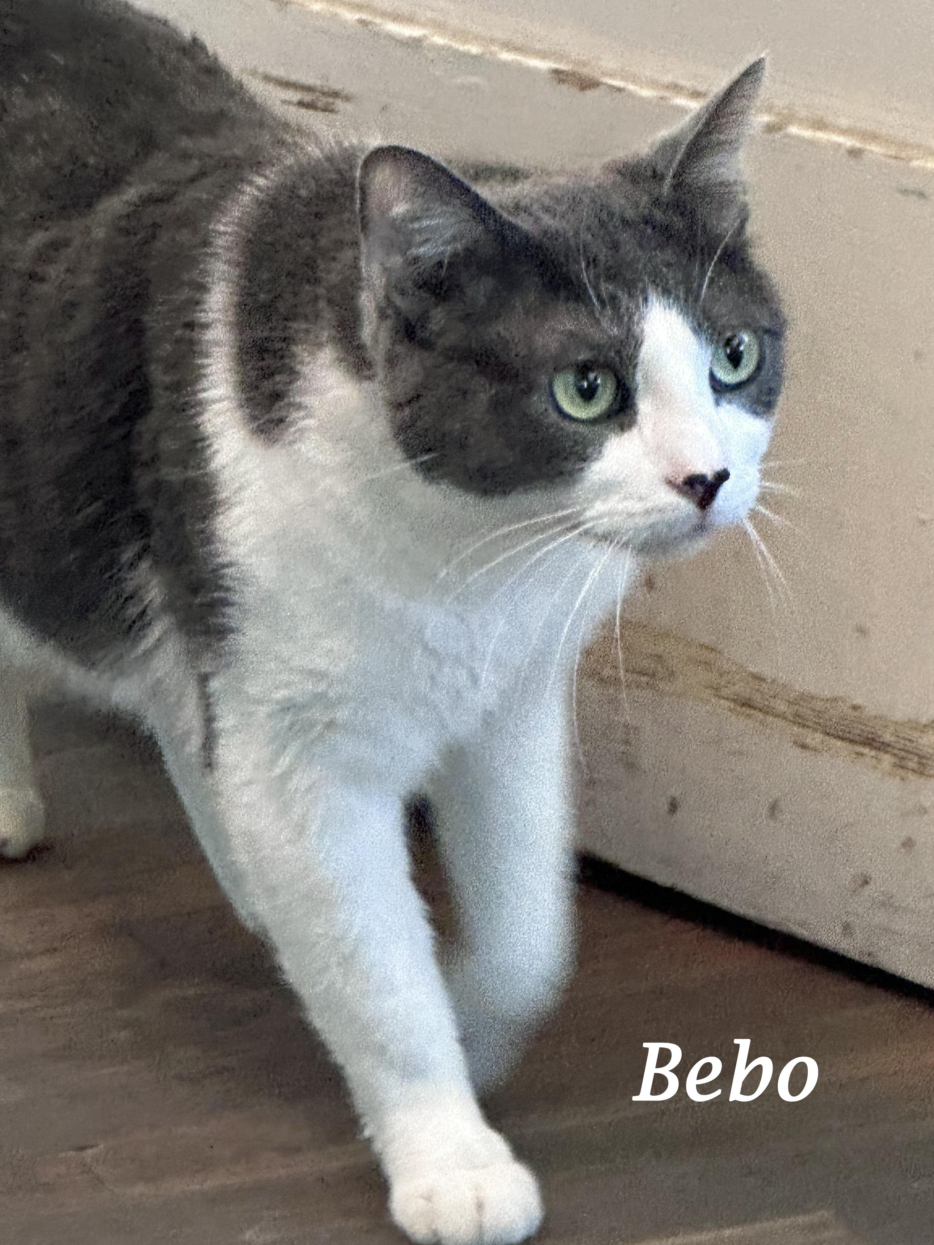 BEBO, sweet & gentle