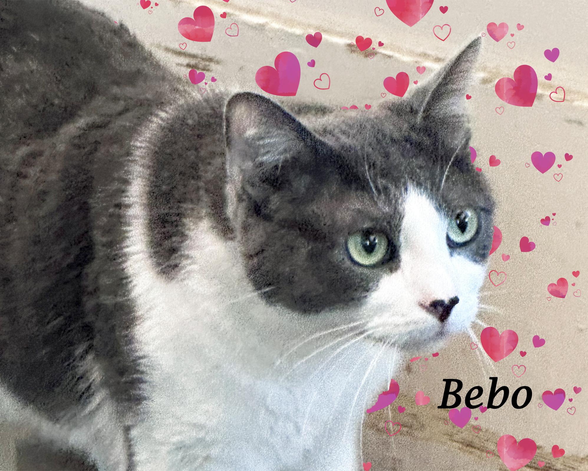 BEBO, sweet & gentle, Adoptable, Adult Male Domestic Short Hair.