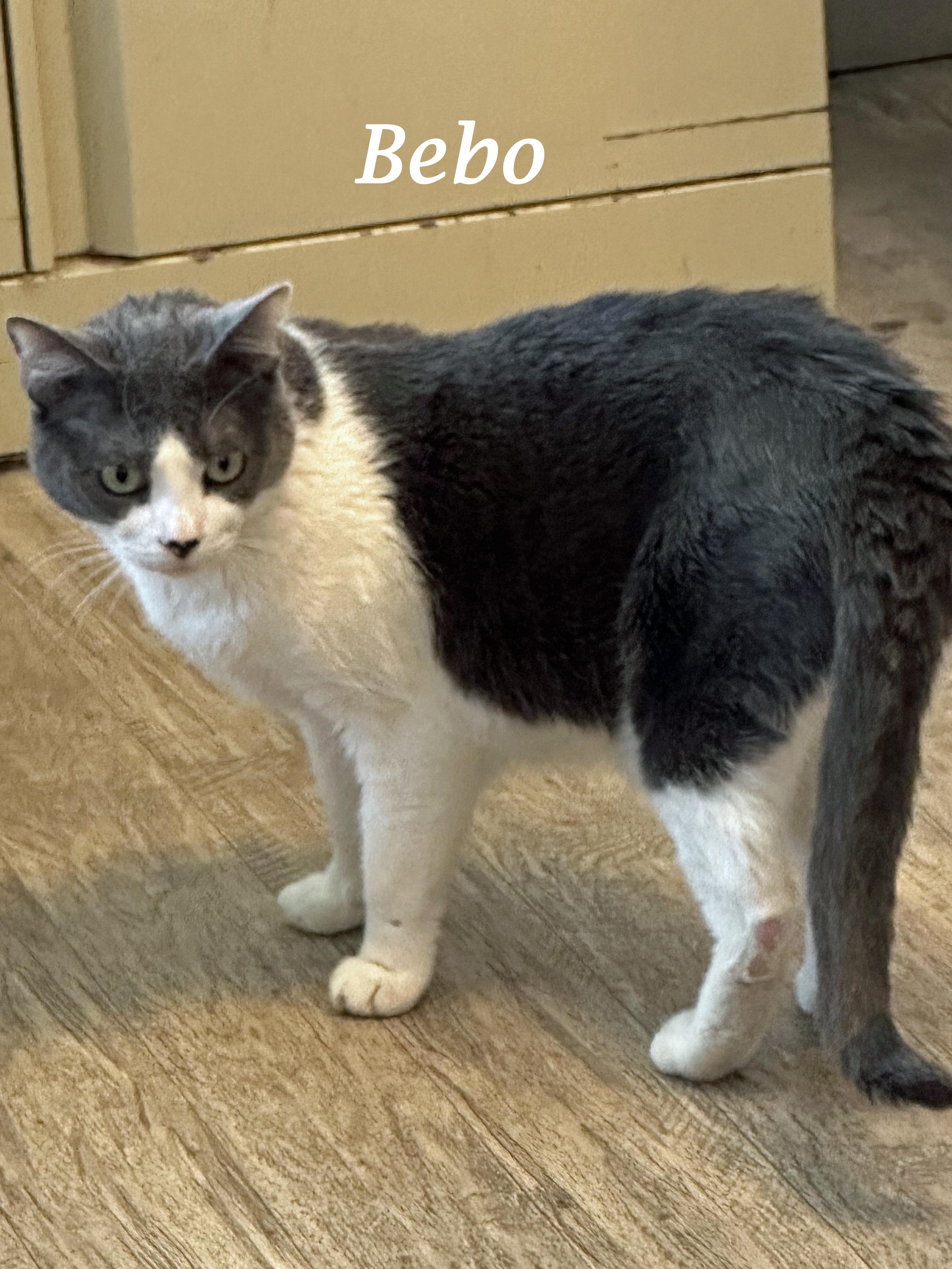 Enlarge BEBO, sweet & gentle, a Adoptable Domestic Short Hair in Monrovia, CA image 4/4
