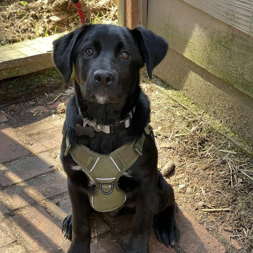Enlarge SPARKS, an adopted Black Labrador Retriever in Graham, WA image 1/4