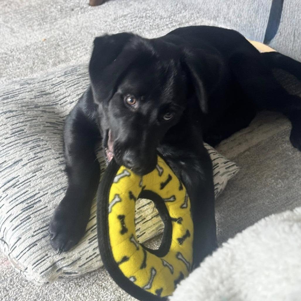 Enlarge SPARKS, an adopted Black Labrador Retriever in Graham, WA image 2/4