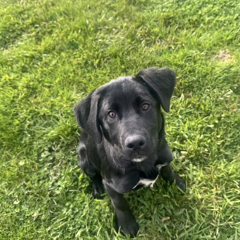 Enlarge SPARKS, an adopted Black Labrador Retriever in Graham, WA image 3/4