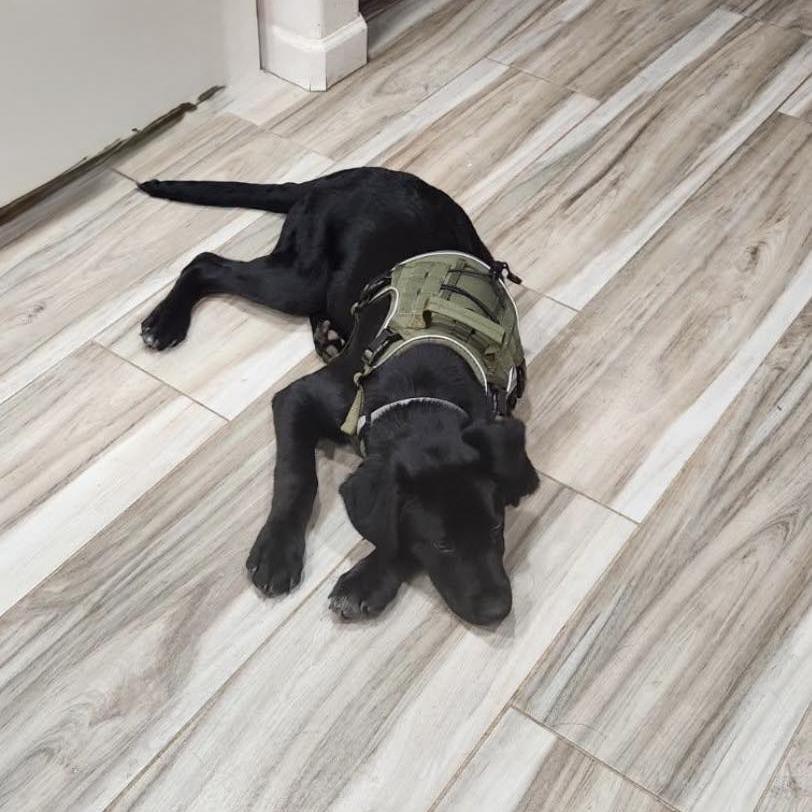 Enlarge SPARKS, an adopted Black Labrador Retriever in Graham, WA image 4/4