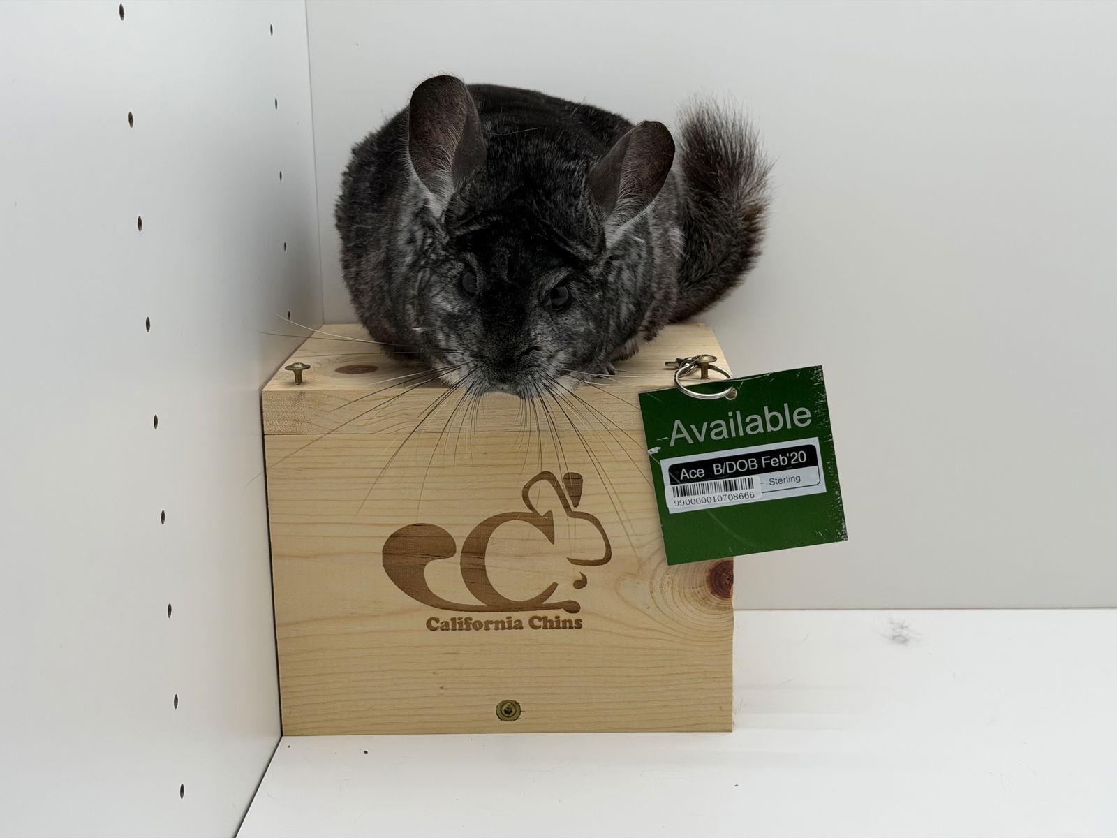 Enlarge Ace, a Adoptable Chinchilla in Sunnyvale, CA image 1/3
