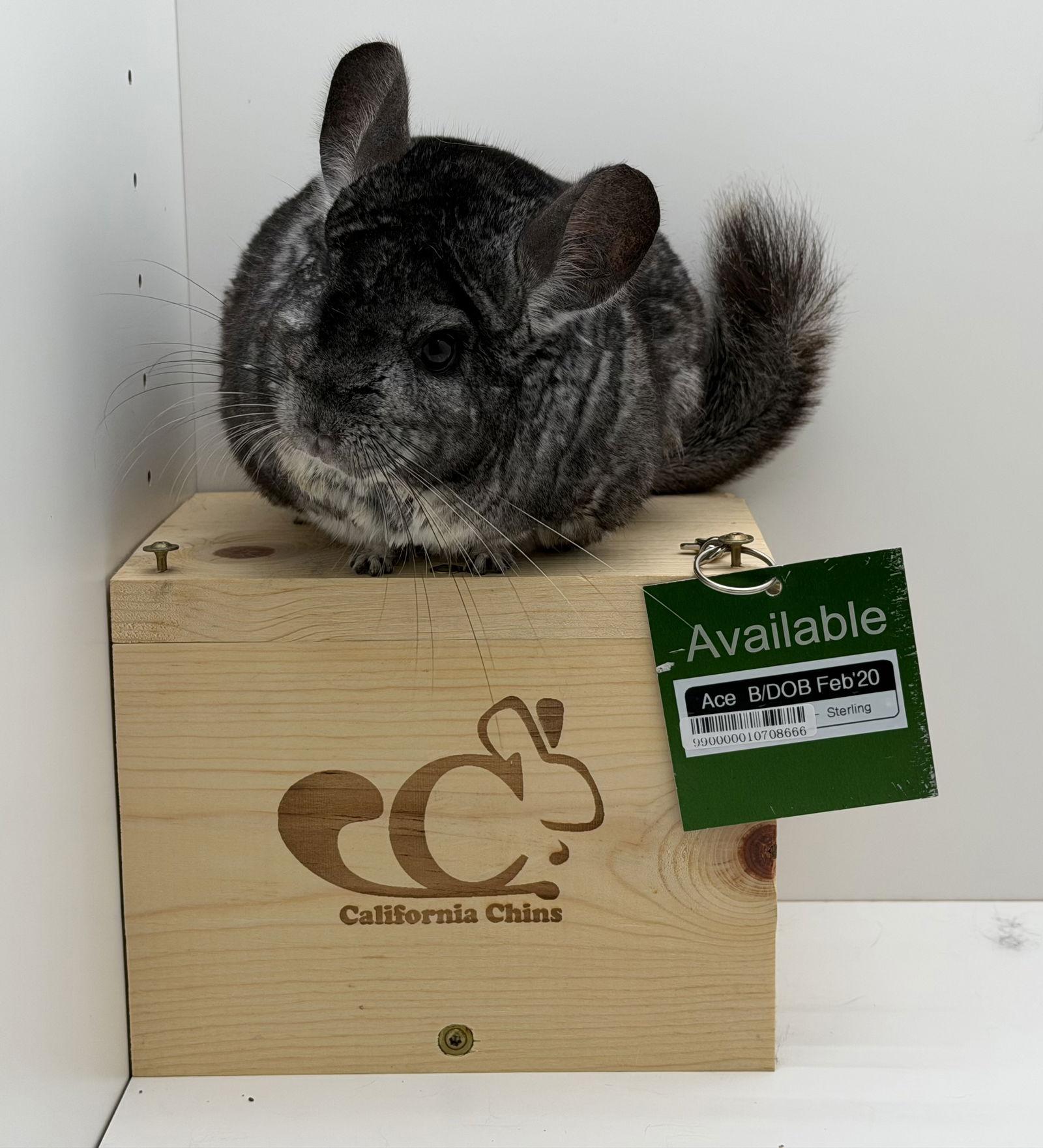 Enlarge Ace, a Adoptable Chinchilla in Sunnyvale, CA image 2/3
