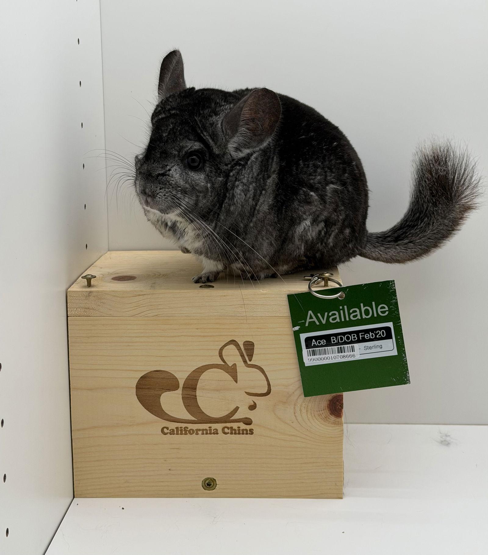 Enlarge Ace, a Adoptable Chinchilla in Sunnyvale, CA image 3/3