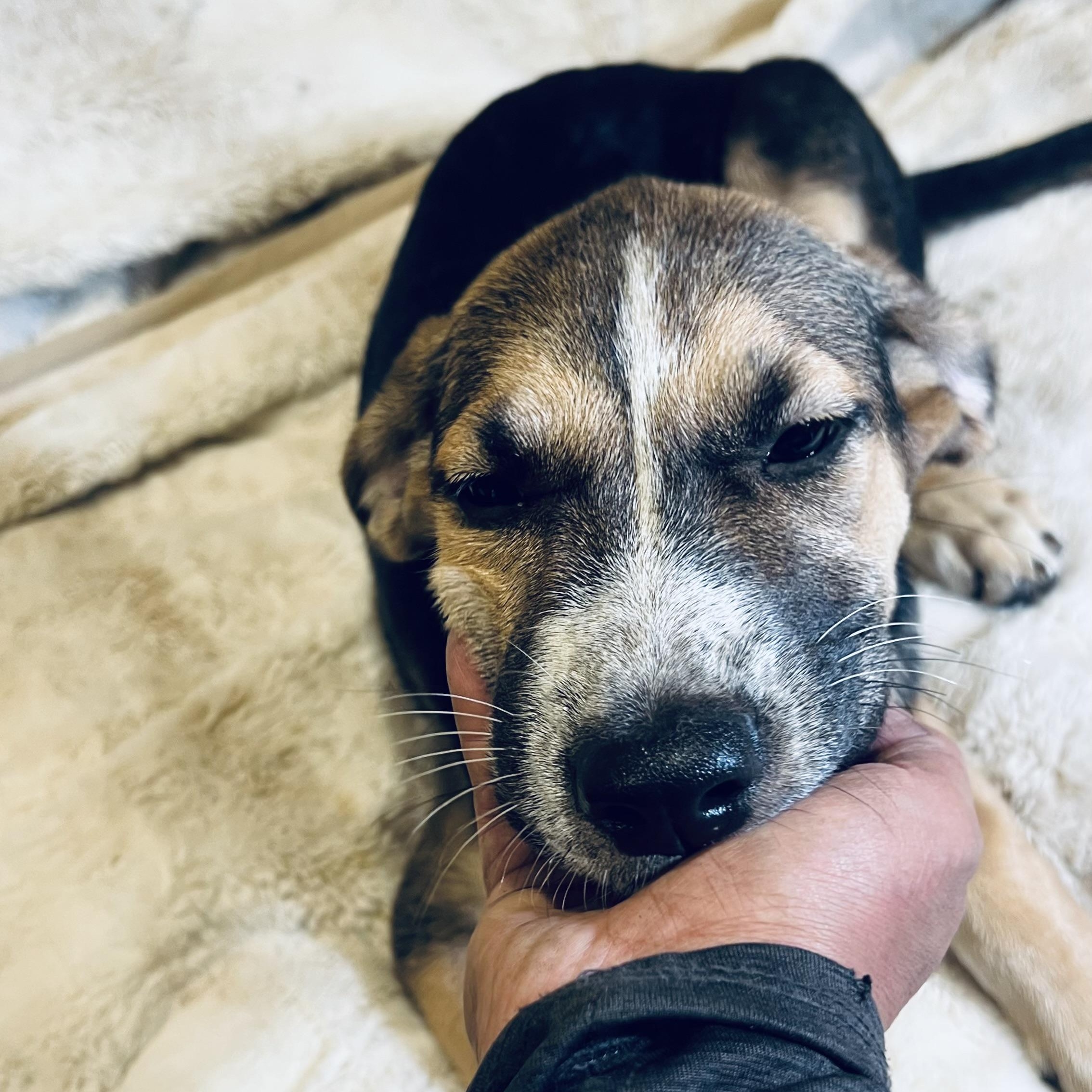 Milkshake! Sweet and gentle puppy!