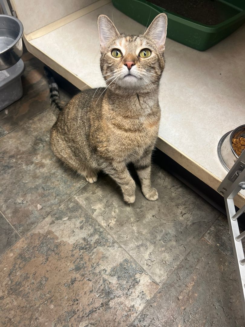 Toffee, Adoptable, Adult Female Domestic Short Hair.