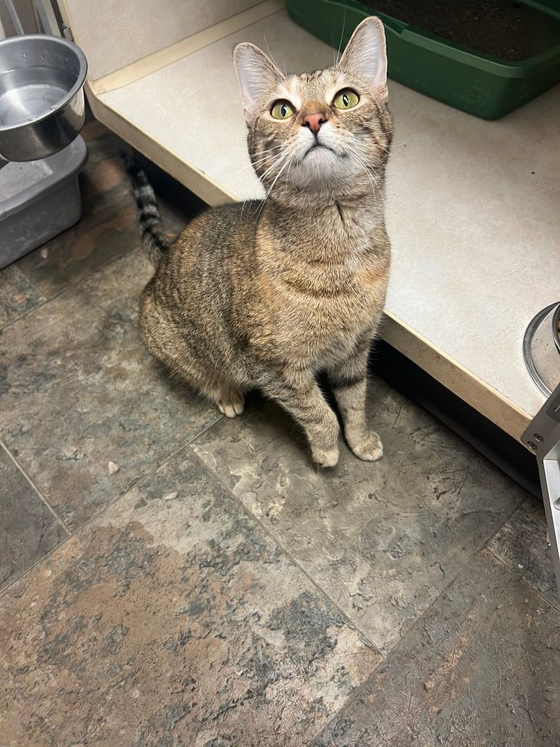 Toffee, a Adoptable mixed breed in Evansville, IN image 2/4