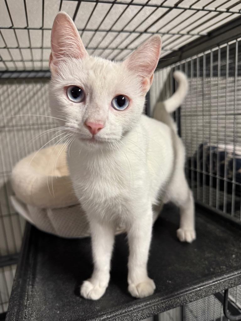 Aspen, Adoptable, Young Female Domestic Short Hair.