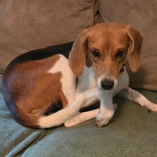 Enlarge Tink, a Adoptable mixed breed in Philadelphia, PA image 2/6