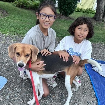 Enlarge Tink, a Adoptable mixed breed in Philadelphia, PA image 5/6