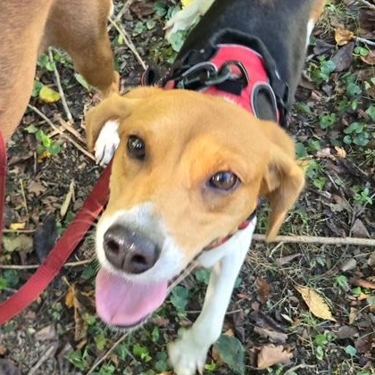 Enlarge Tink, a Adoptable mixed breed in Philadelphia, PA image 3/6