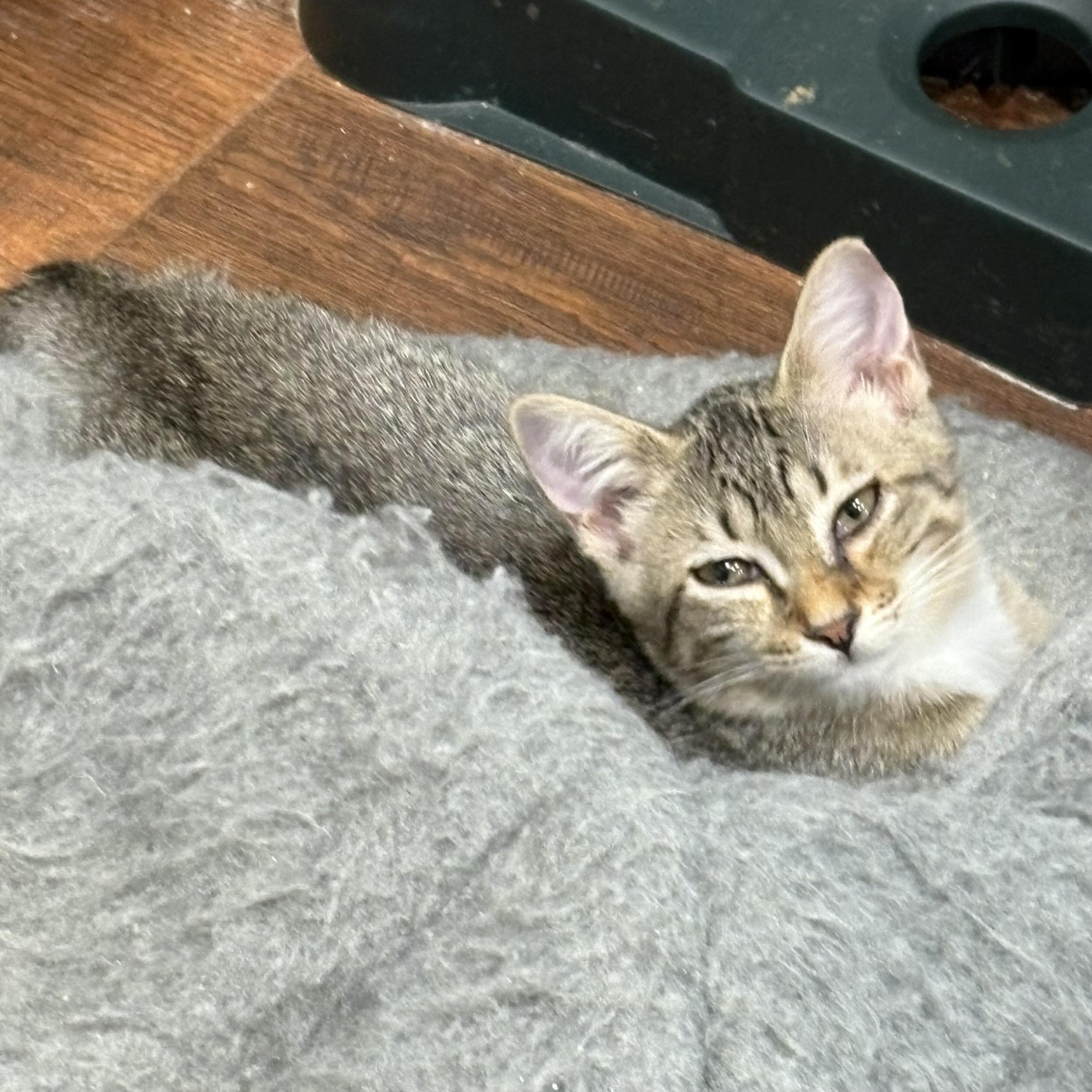 Enlarge Dickens, a Adoptable Domestic Short Hair in Beaufort, SC image 4/6