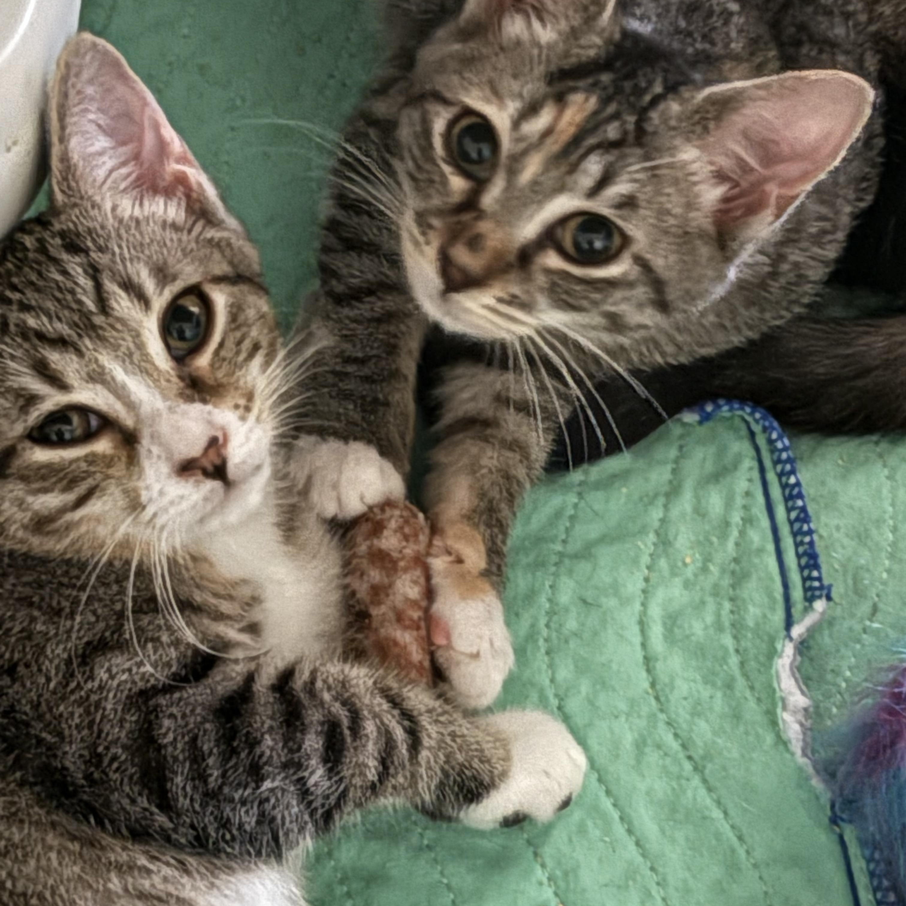 Enlarge Dickens, a Adoptable Domestic Short Hair in Beaufort, SC image 5/6