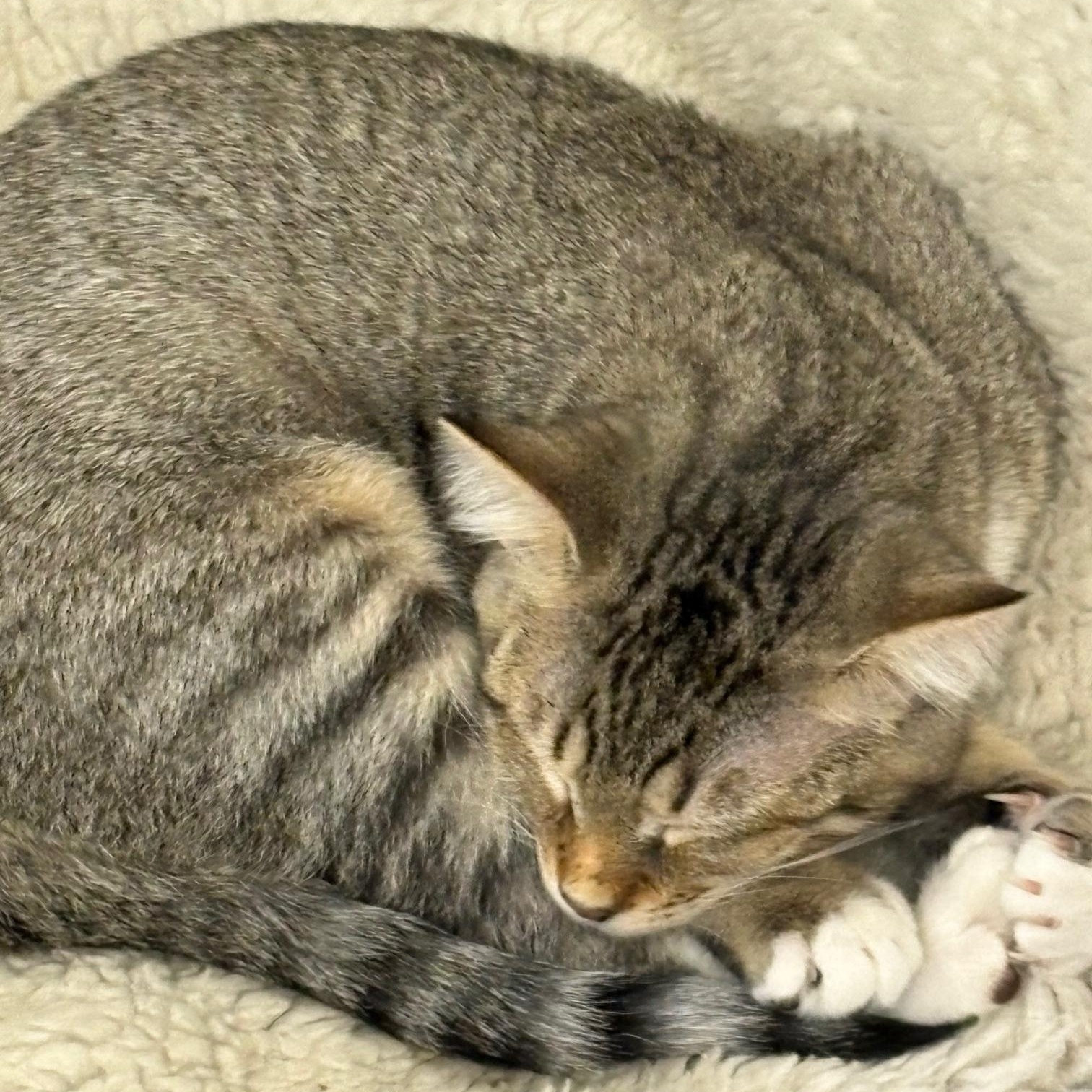 Enlarge Dickens, a Adoptable Domestic Short Hair in Beaufort, SC image 6/6